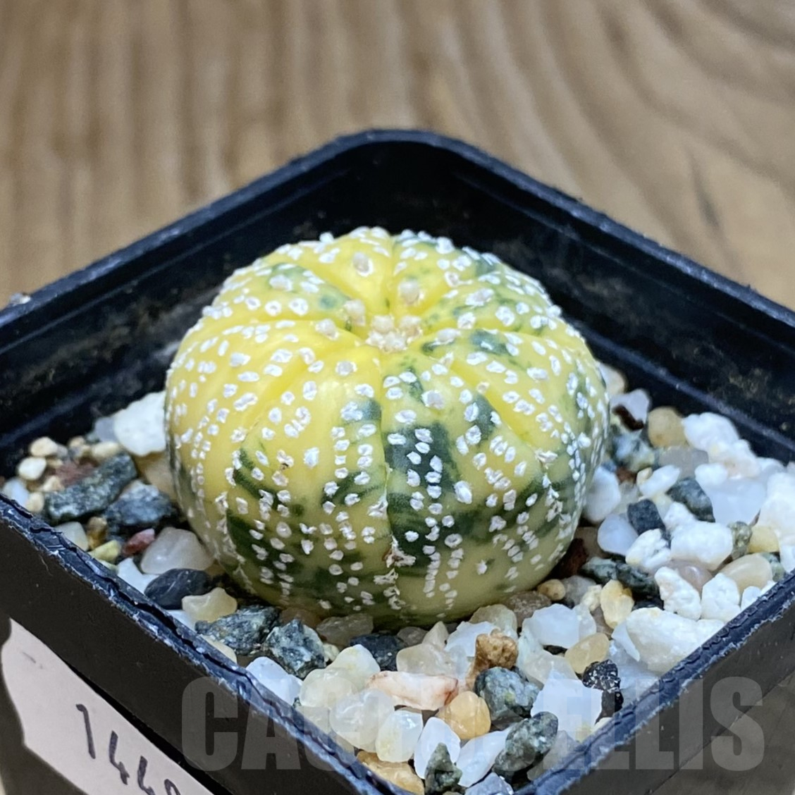 SH14484 Astrophytum asterias f. variegata – Bild 2