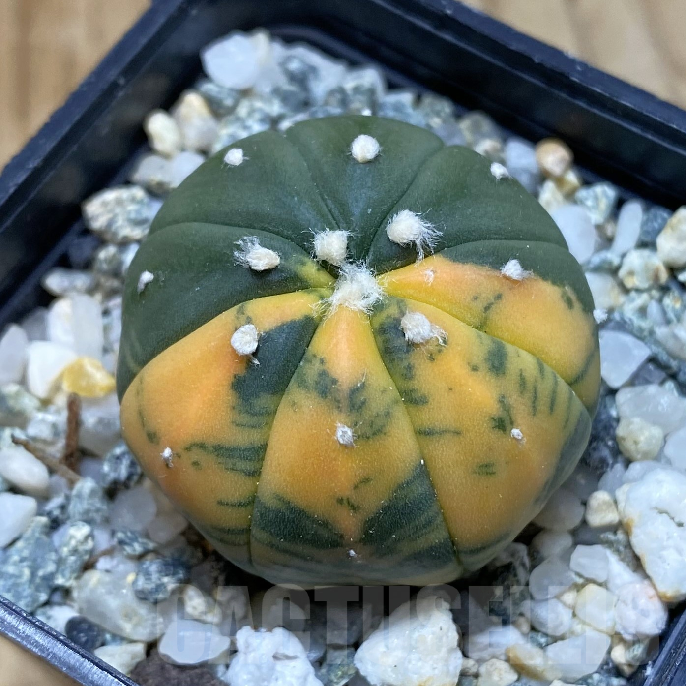 SH14485 Astrophytum asterias f. variegata
