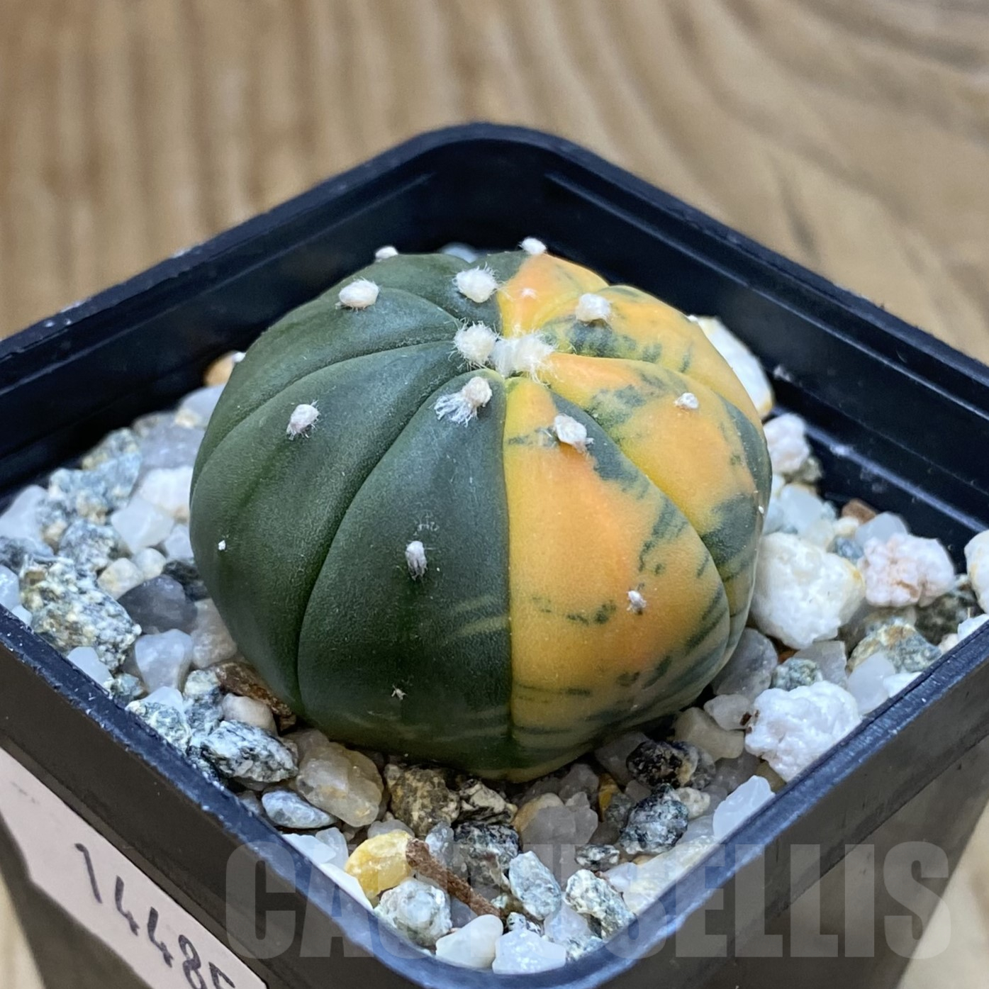 SH14485 Astrophytum asterias f. variegata – Bild 2