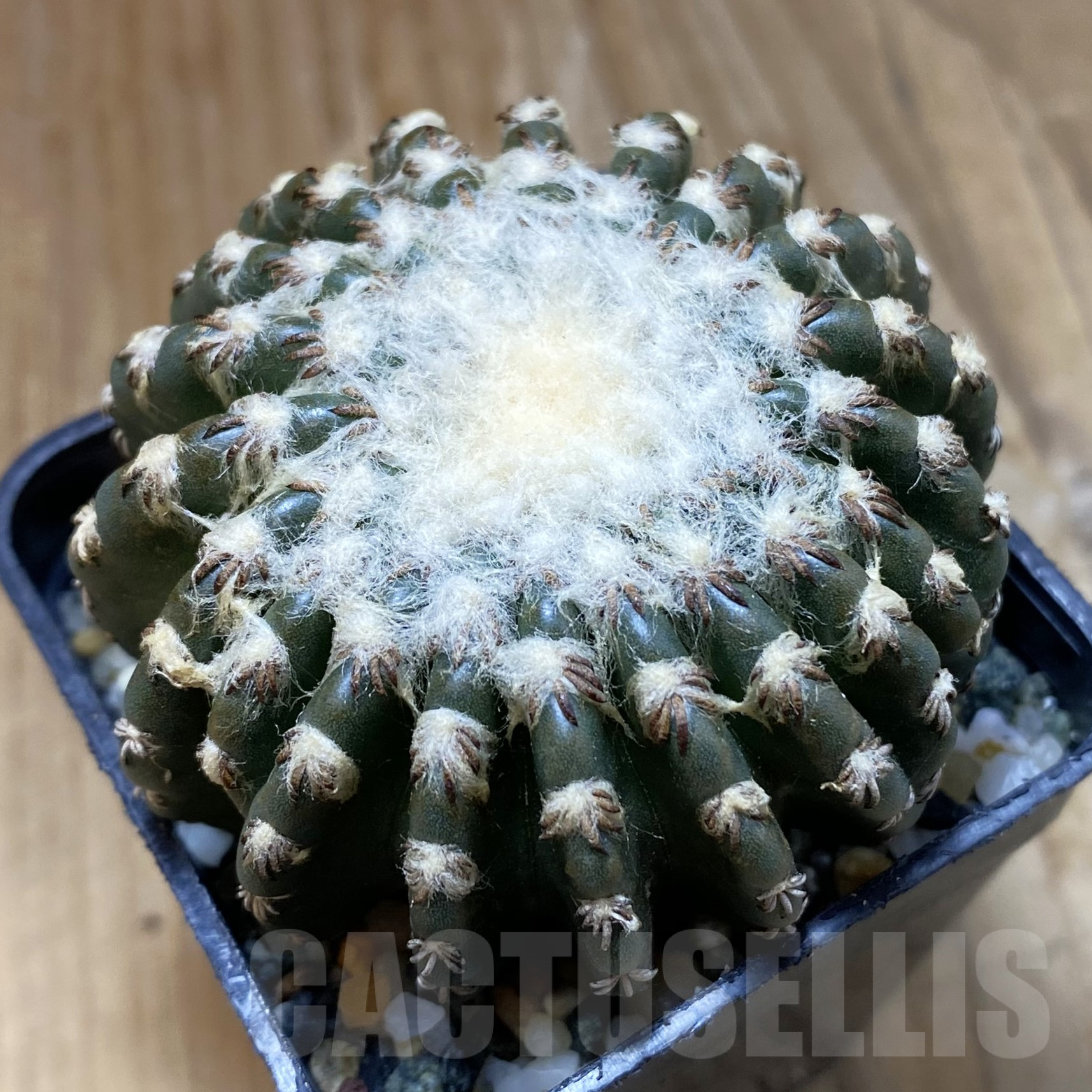 SH14487 Discocactus horstii