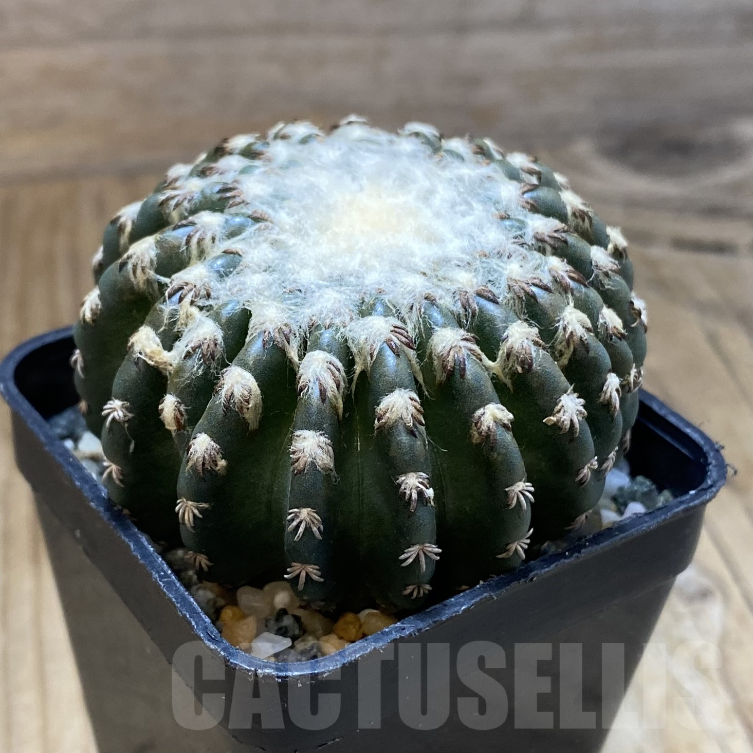 SH14487 Discocactus horstii - immagine 2