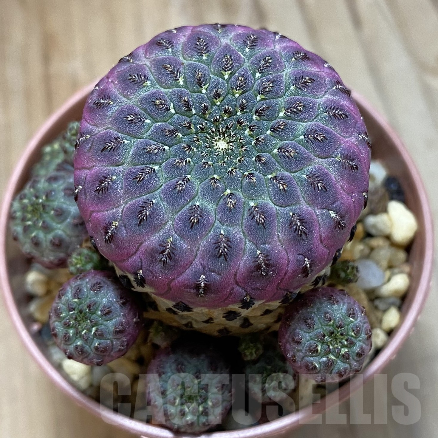 SH14488 Sulcorebutia rauschii