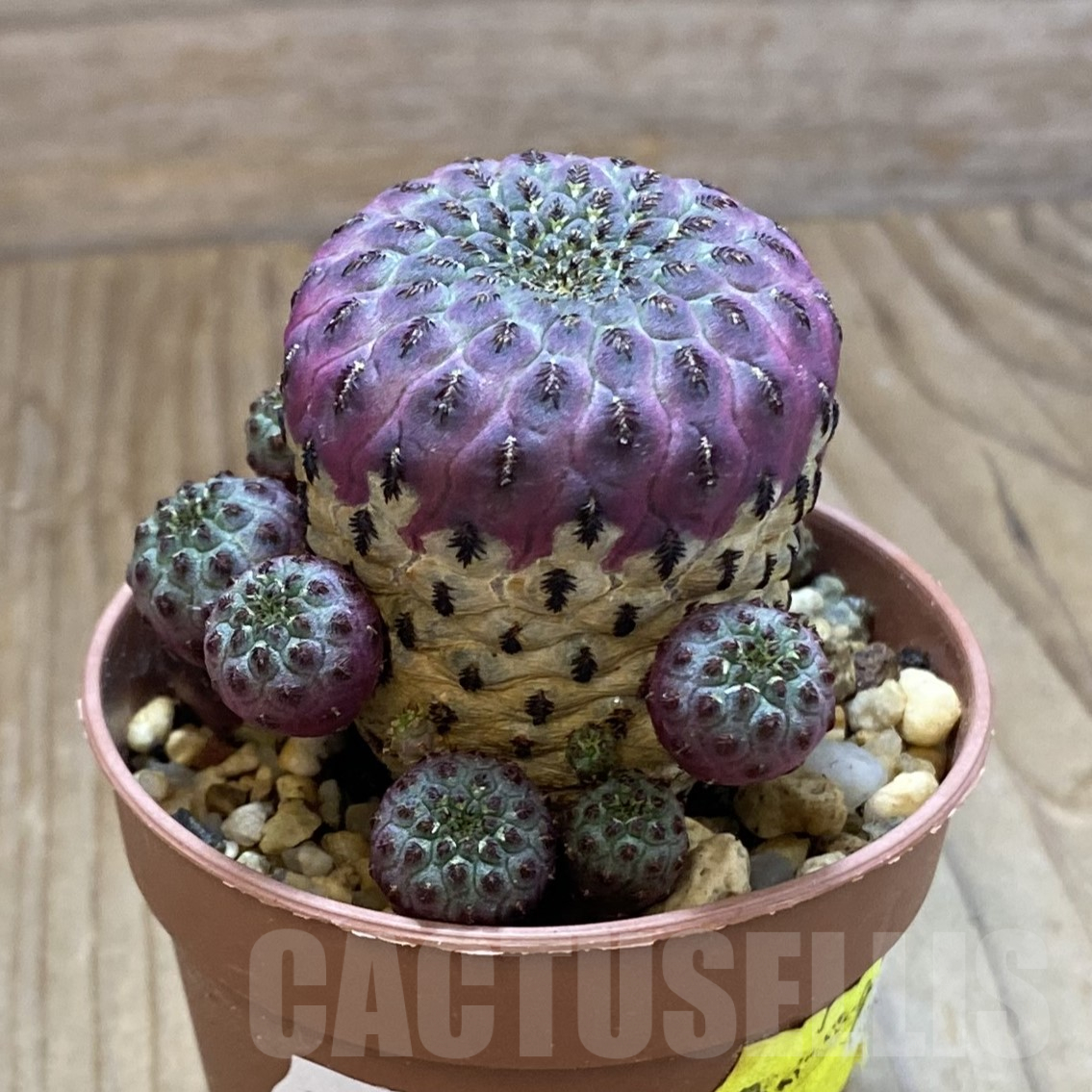 SH14488 Sulcorebutia rauschii - immagine 2