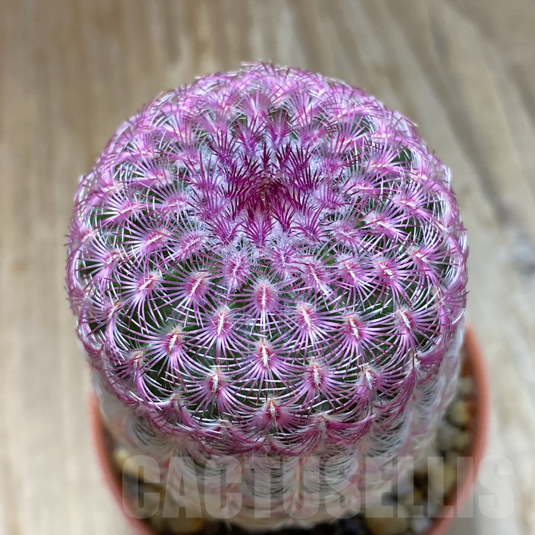 SH14489 Echinocereus rigidissimus v. rubispinus