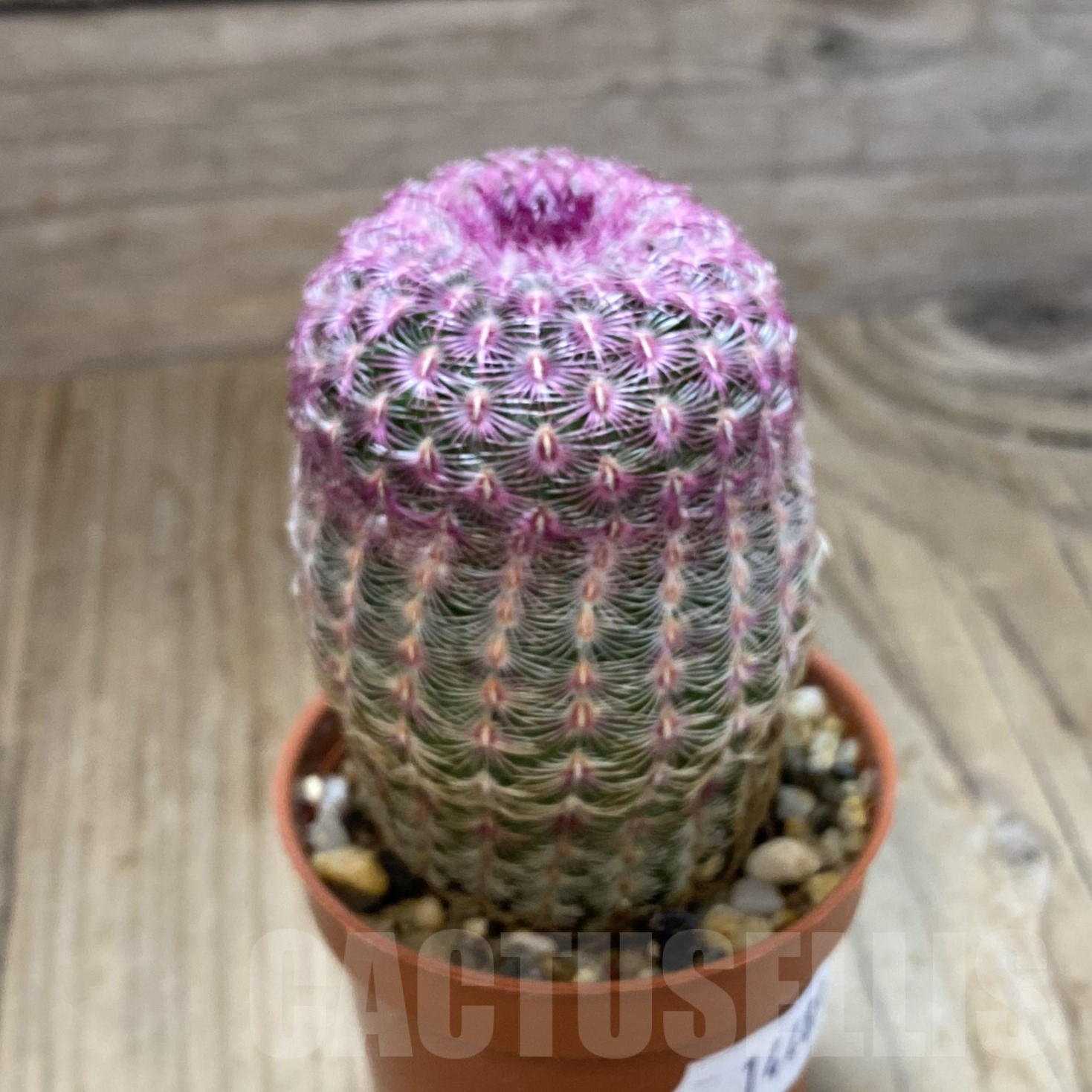 SH14489 Echinocereus rigidissimus v. rubispinus - immagine 2