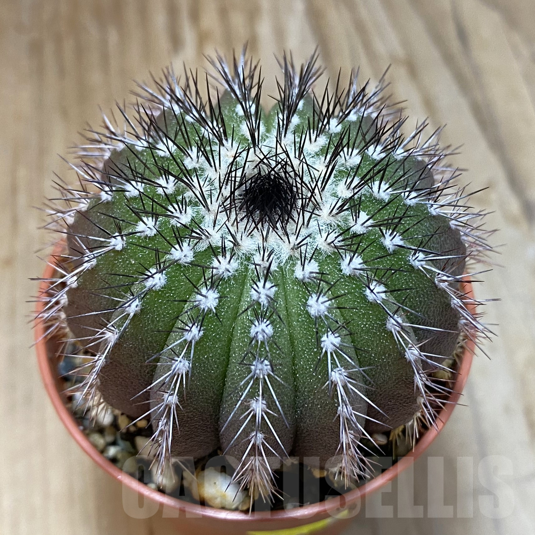 SH14490 Uebelmannia pectinifera, seedling