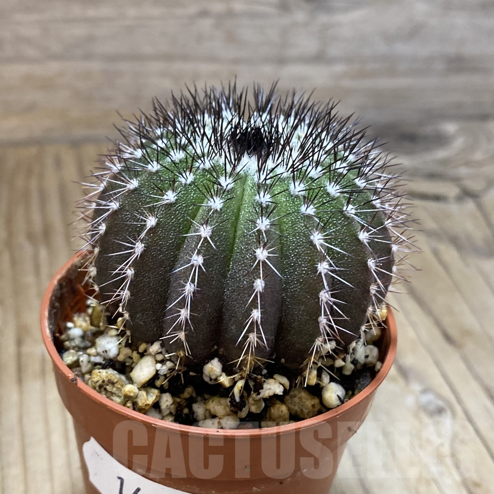 SH14490 Uebelmannia pectinifera, seedling - immagine 2