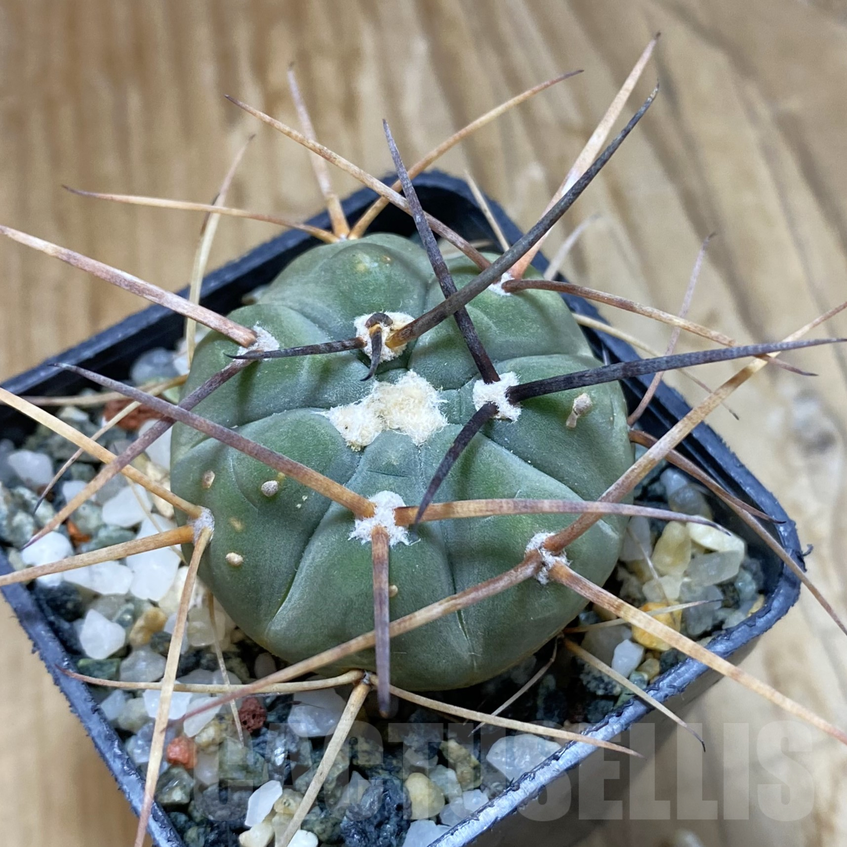 SH14491 Gymnocalycium armatum LF 597