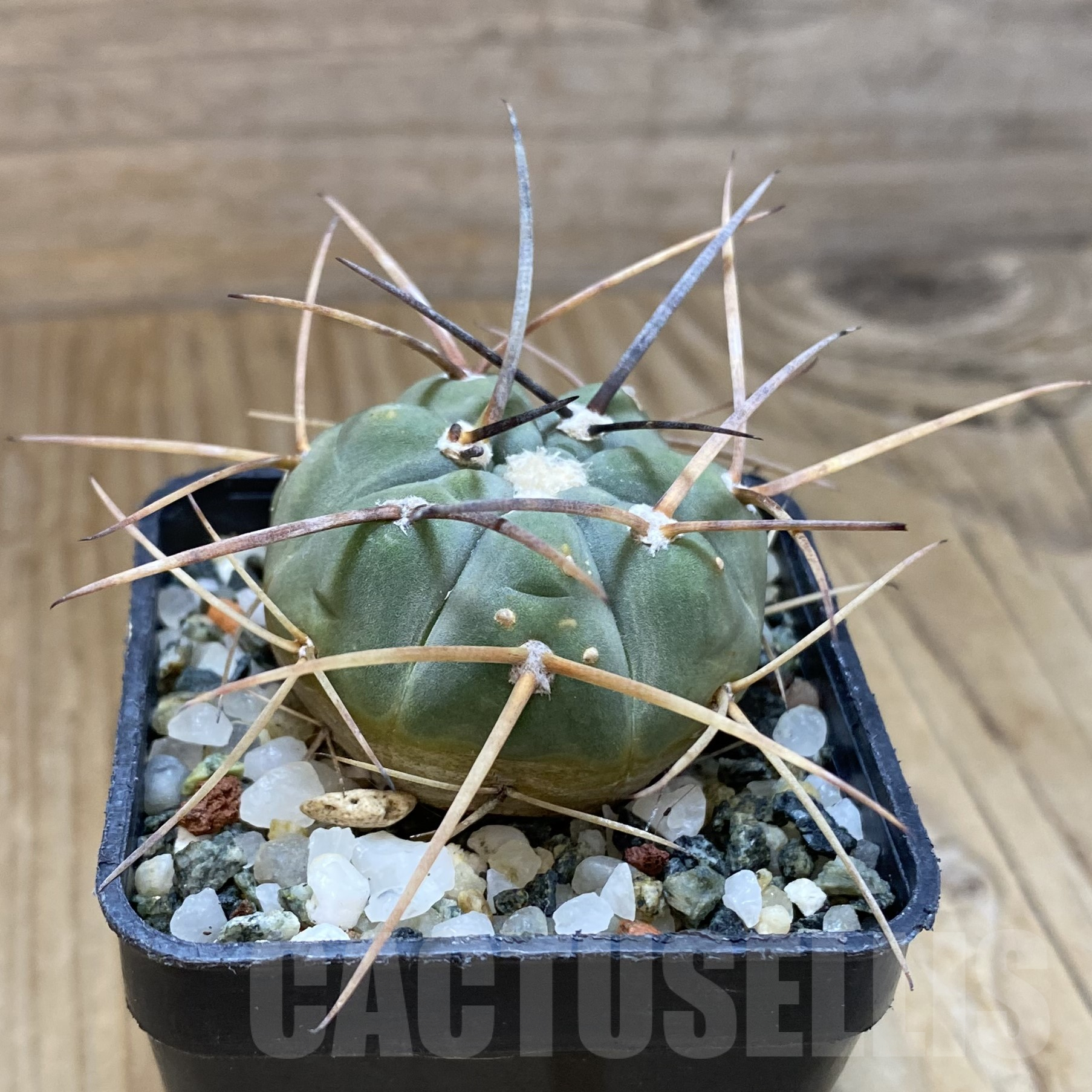 SH14491 Gymnocalycium armatum LF 597 - Image 2