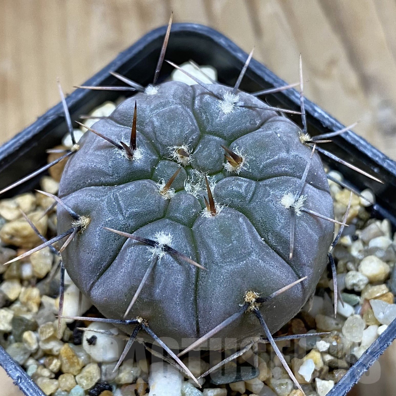 SH14492 Gymnocalycium esperanzae TOM 09/436/1