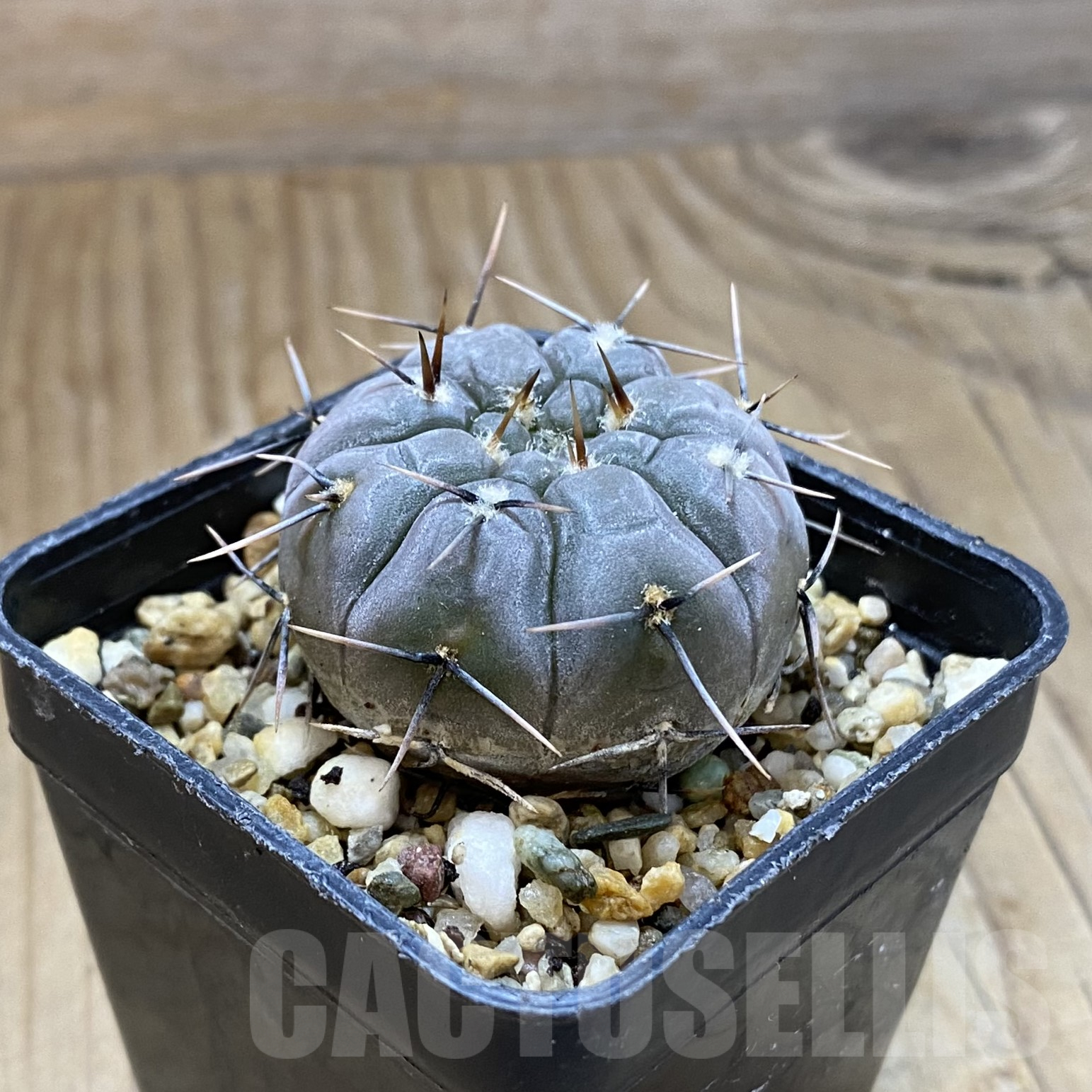SH14492 Gymnocalycium esperanzae TOM 09/436/1 - immagine 2