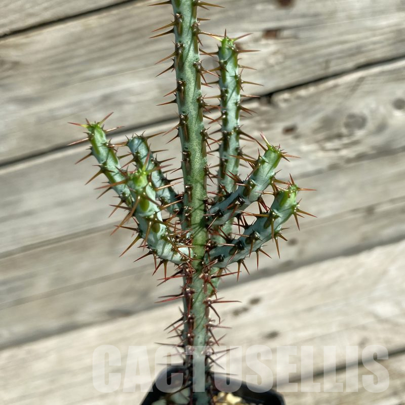 SH14498 Euphorbia aeruginosa