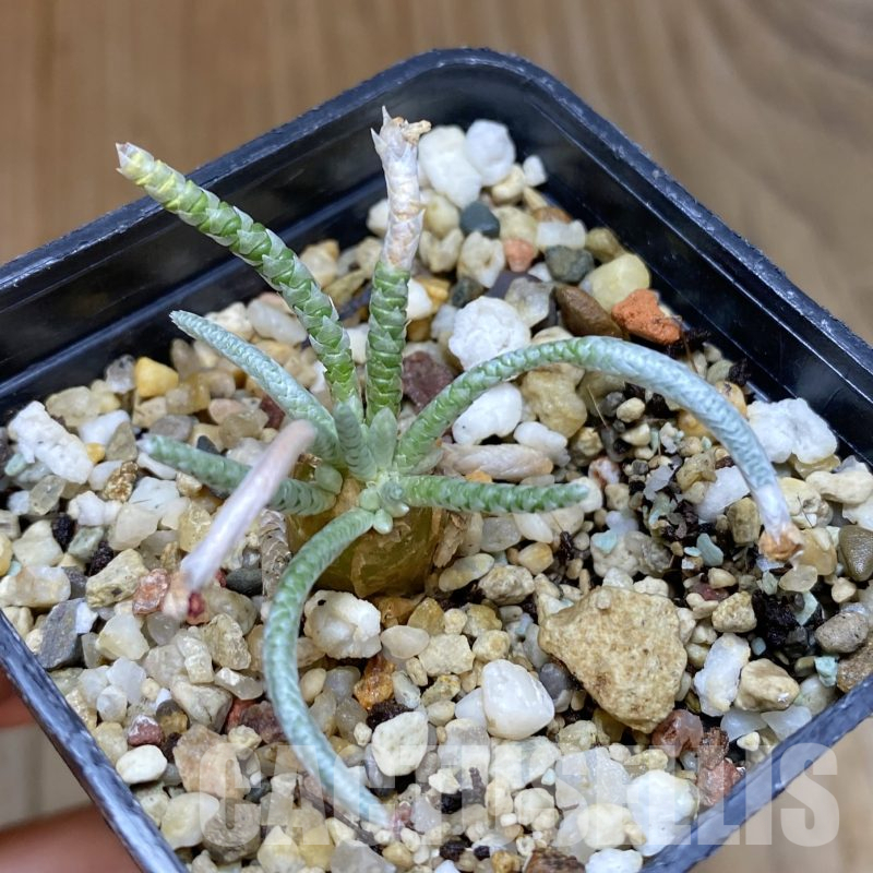 SH14501 Avonia quinaria, pink flower