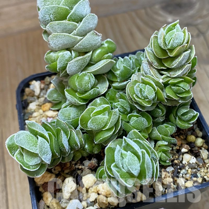 SH14504 Crassula 'Ivory Pagoda'
