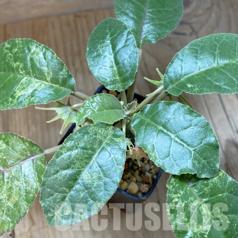 SH14505 Dorstenia foetida f. variegata