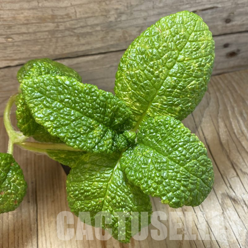 SH14506 Sinningia bullata