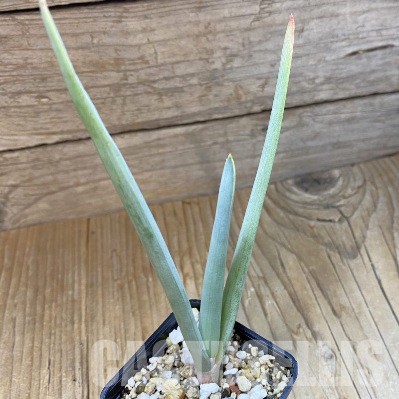 SH14508 Aloe plicatilis