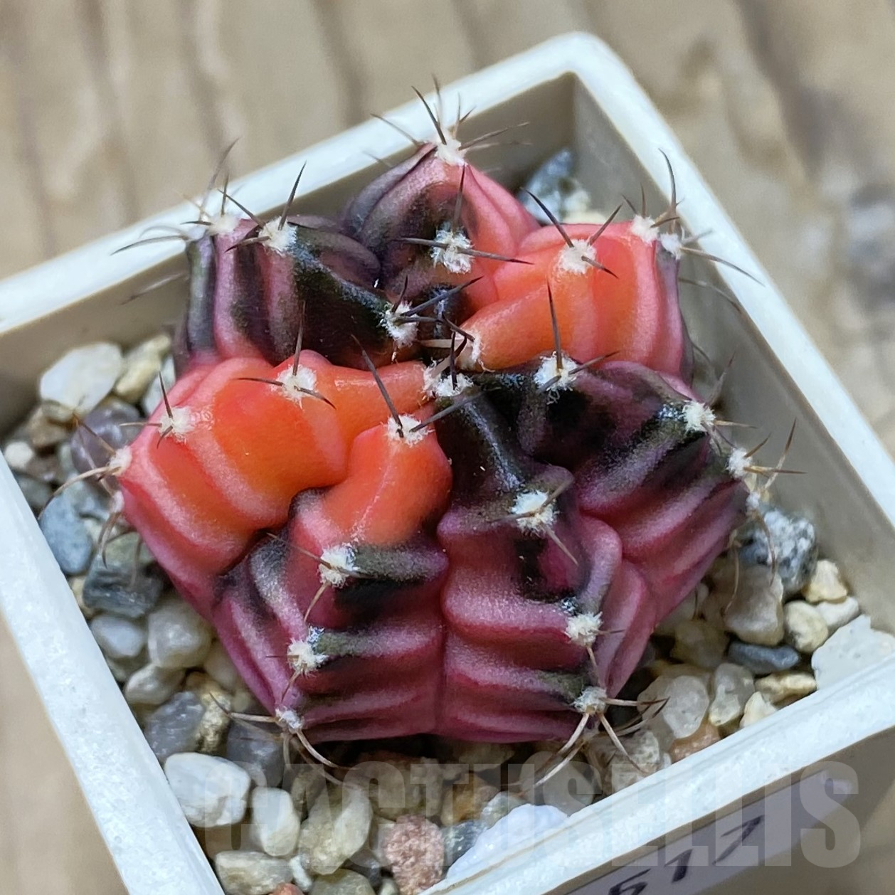 SH14517 Gymnocalycium mihanovichii f. variegata, seedling
