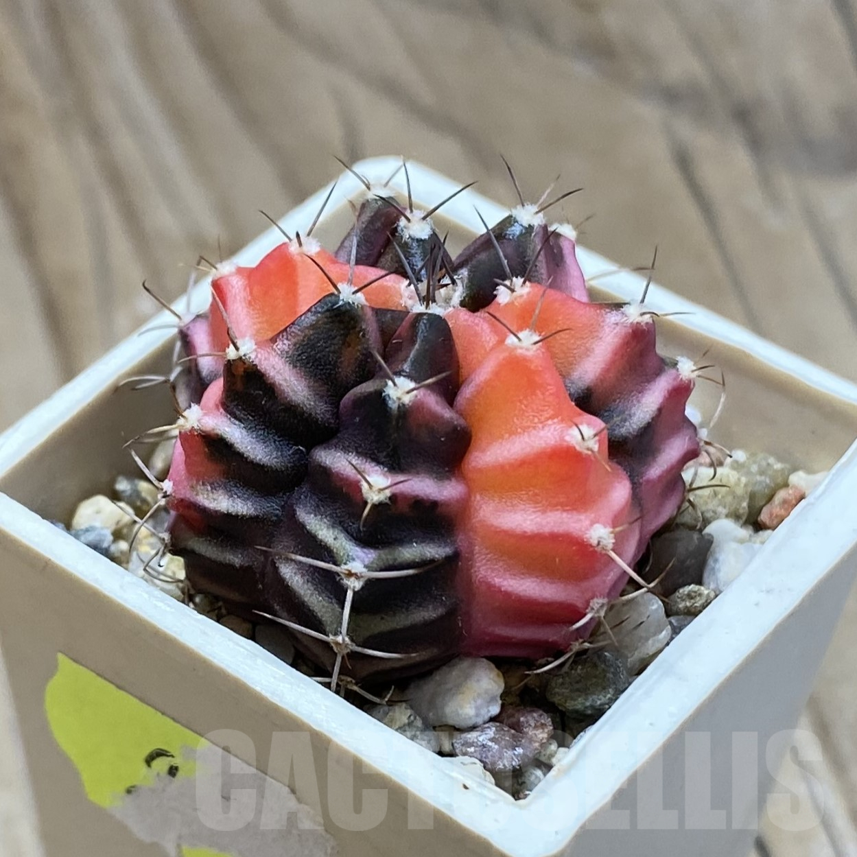 SH14517 Gymnocalycium mihanovichii f. variegata, seedling - Image 2