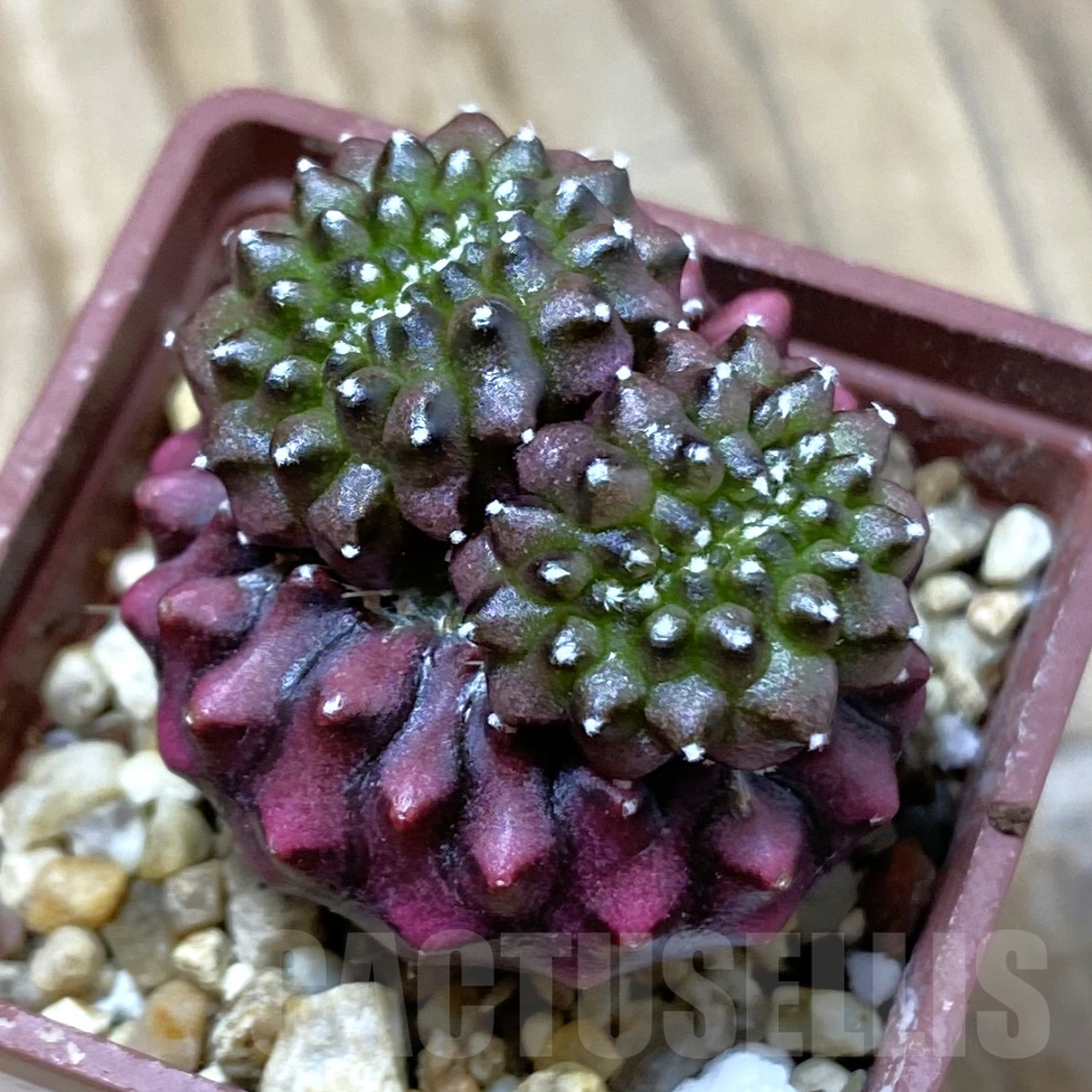 SH14521 Gymnocalycium mihanovichii ‘inermis’ f. cristata