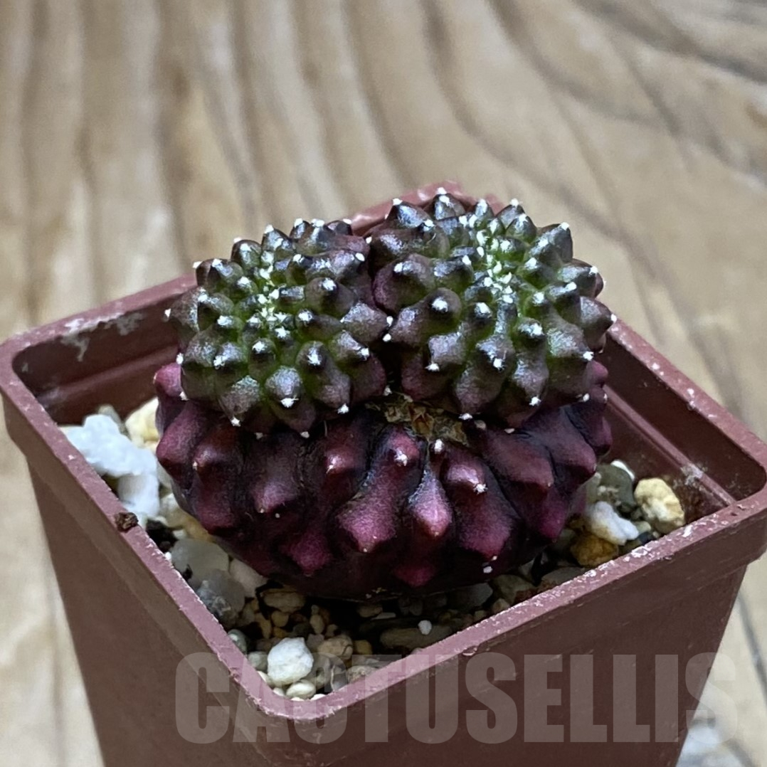 SH14521 Gymnocalycium mihanovichii ‘inermis’ f. cristata - 画像 (2)