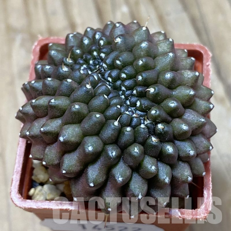 SH14522 Gymnocalycium mihanovichii ‘inermis’ f. cristata