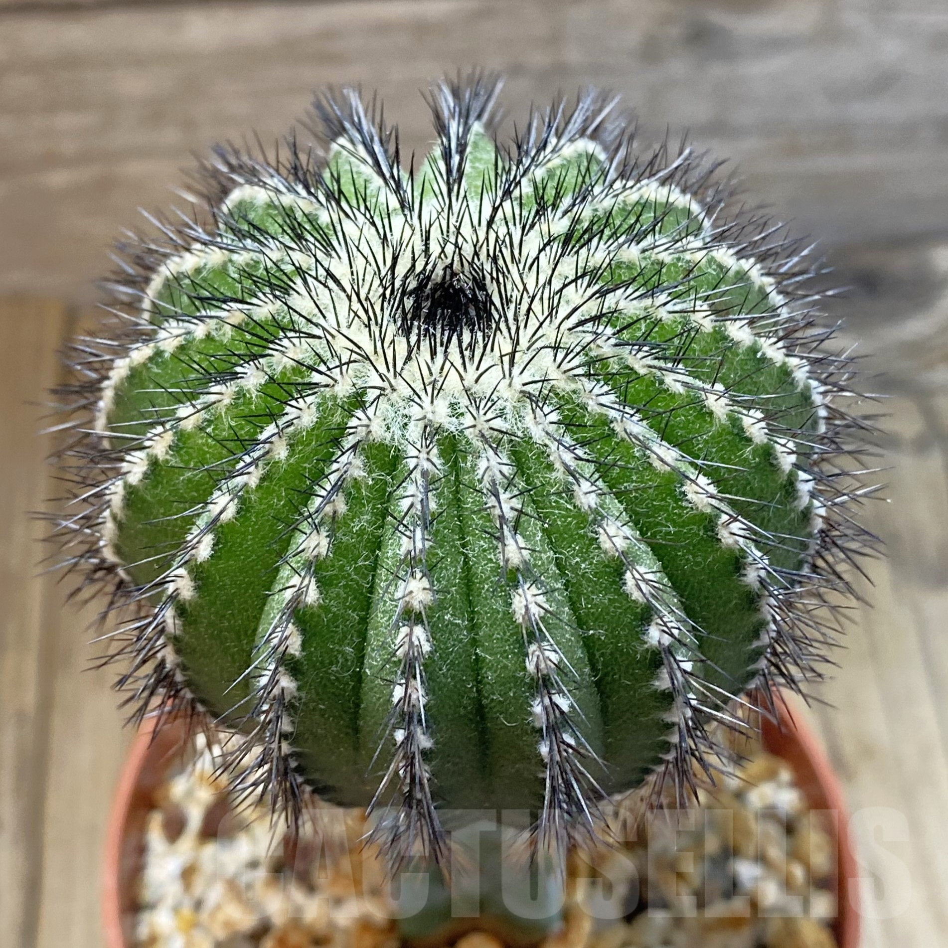 SH14525 Uebelmannia pectinifera, grafted