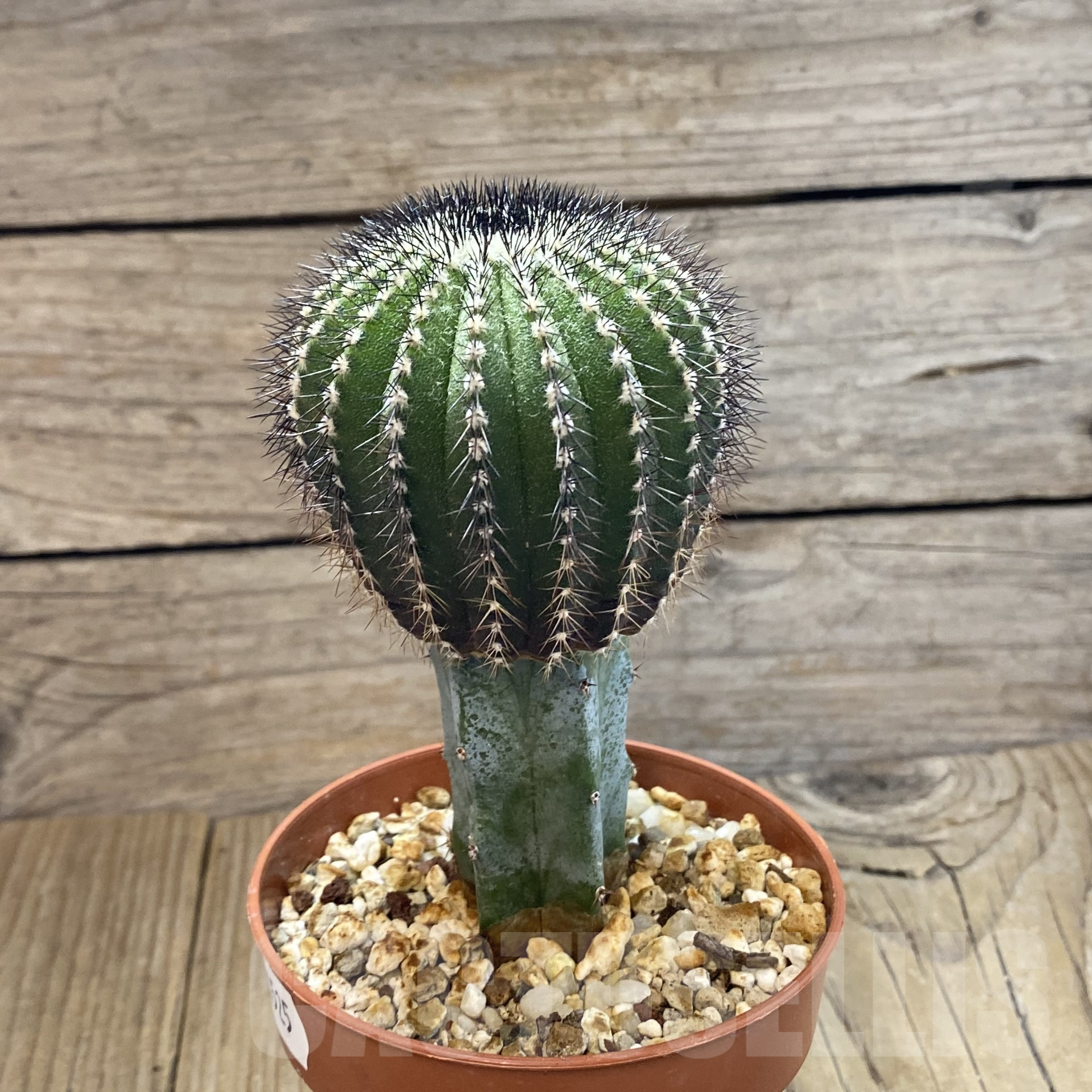 SH14525 Uebelmannia pectinifera, grafted - Image 2