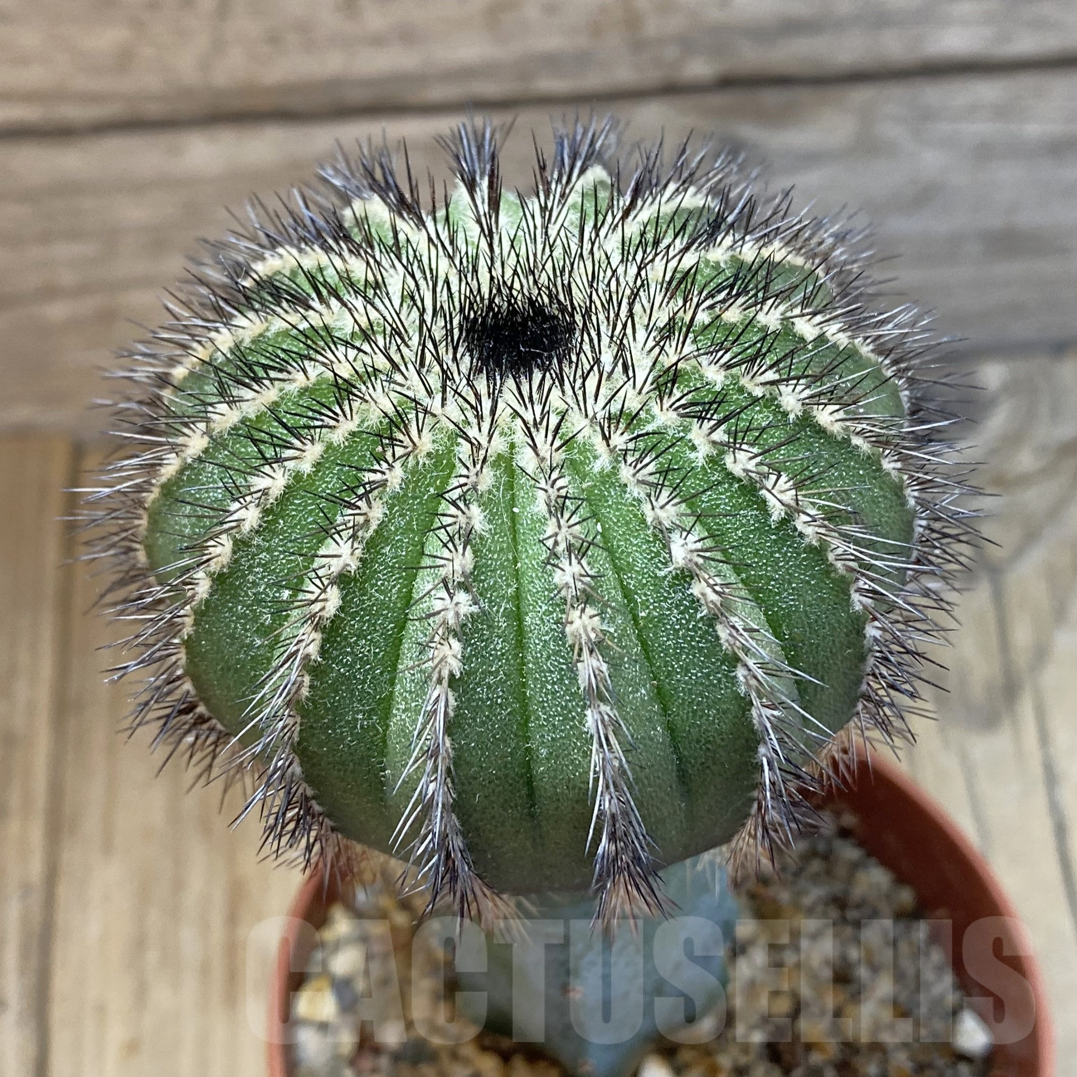 SH14526 Uebelmannia pectinifera, grafted