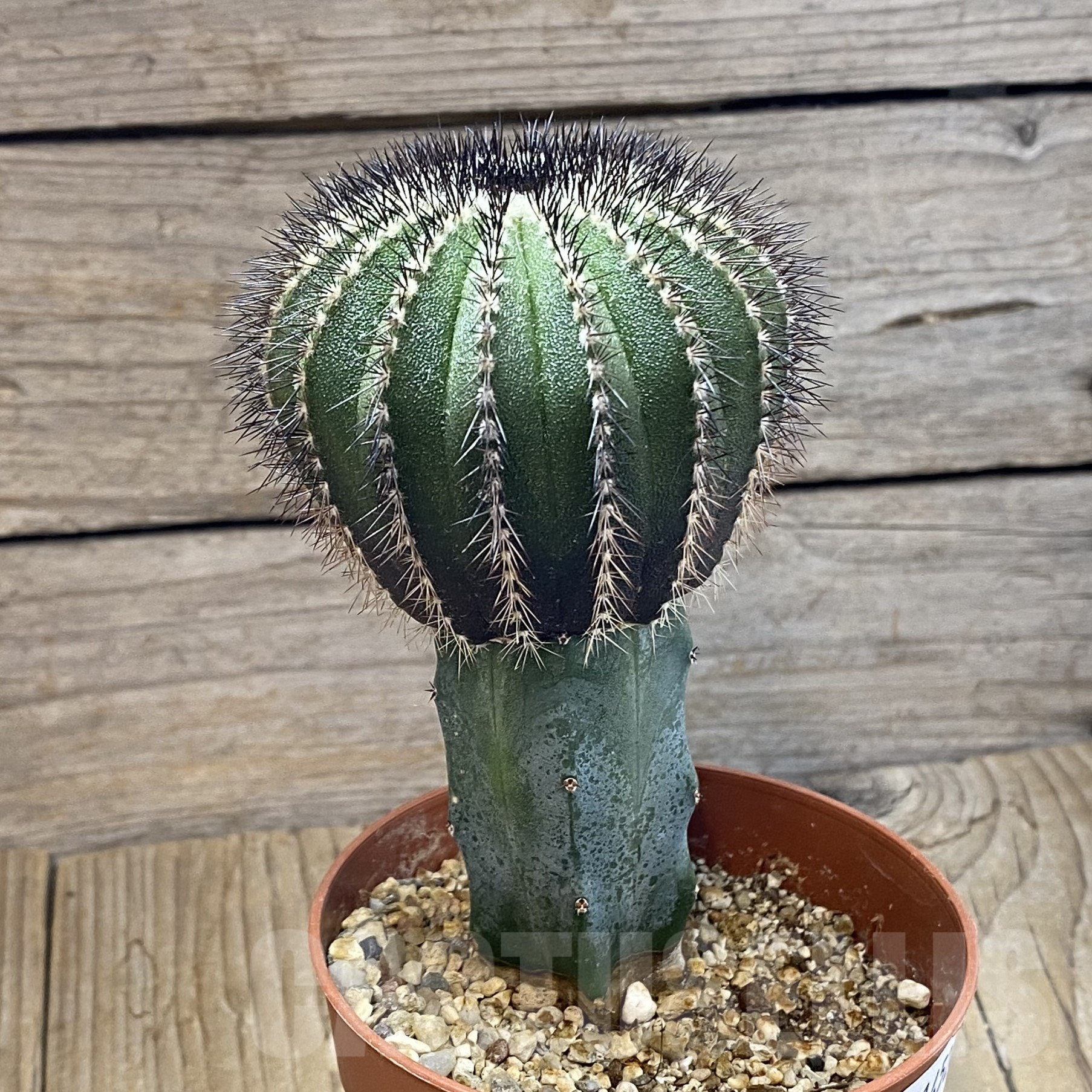 SH14526 Uebelmannia pectinifera, grafted - Image 2