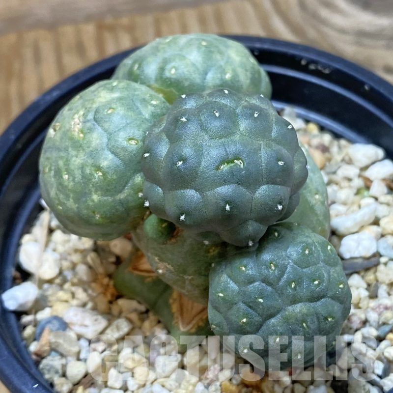 SH14527 Puna bonnieae 'inermis', grafted