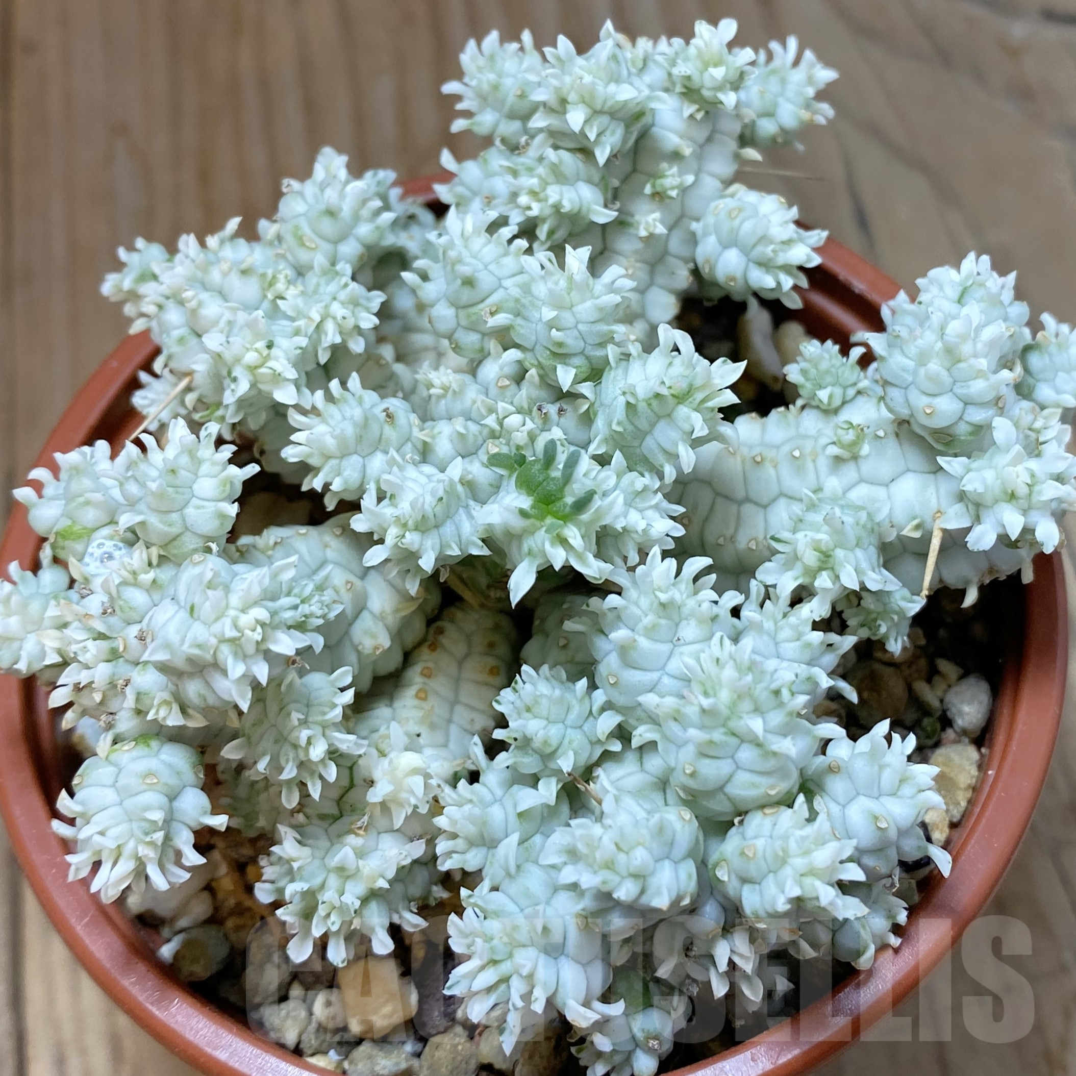 SH14528 Euphorbia mammillaris f. variegata