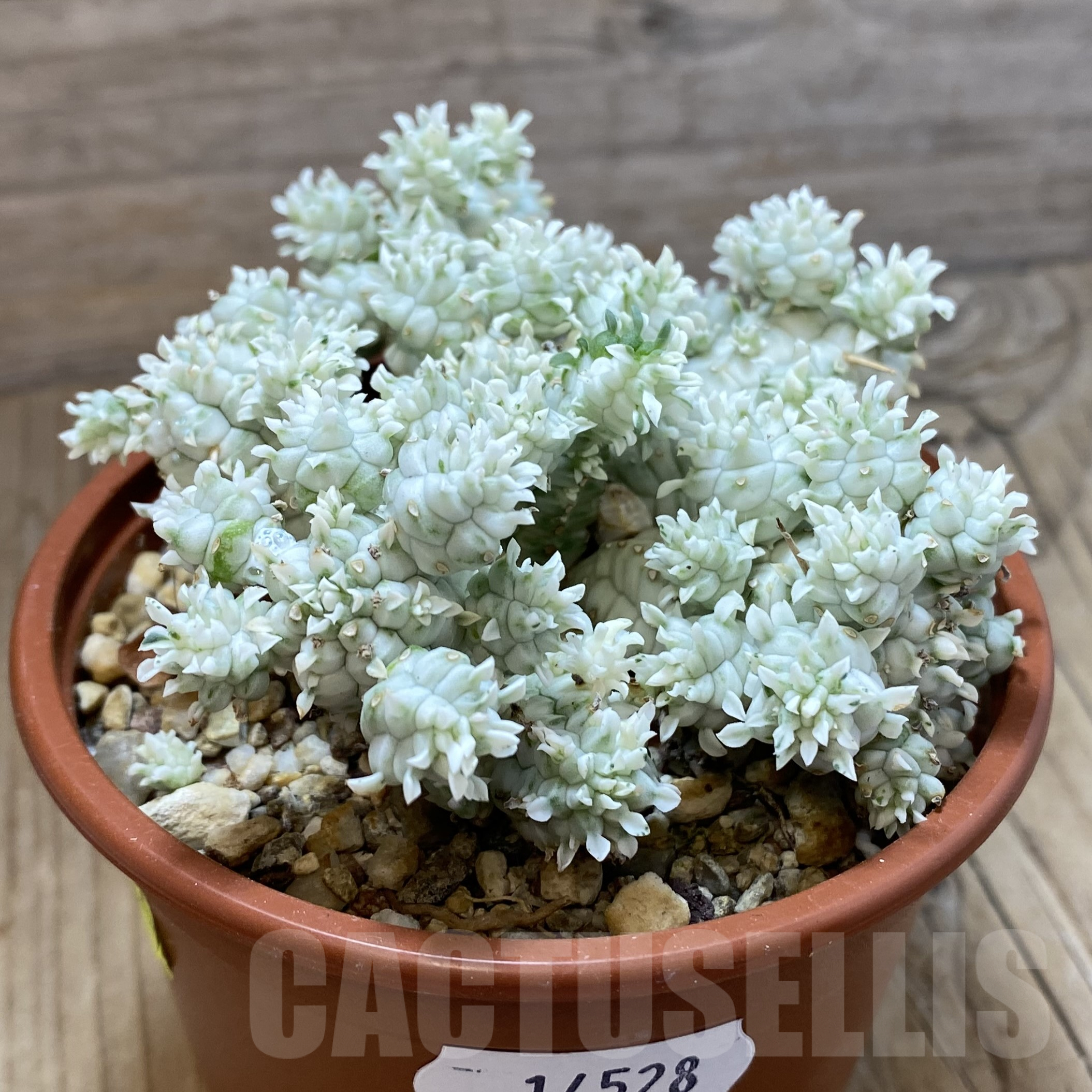 SH14528 Euphorbia mammillaris f. variegata - Image 2