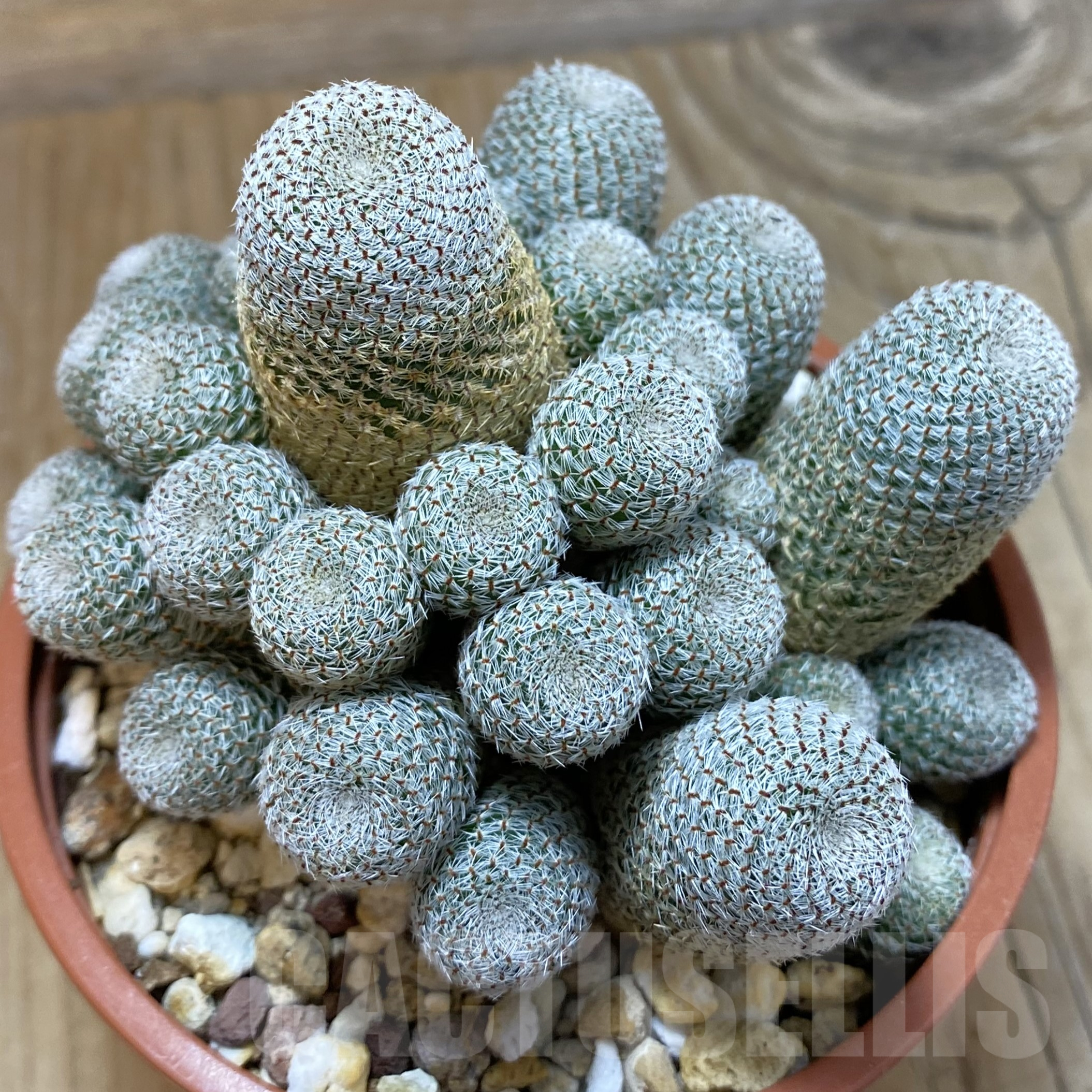 SH14529 Rebutia heliosa