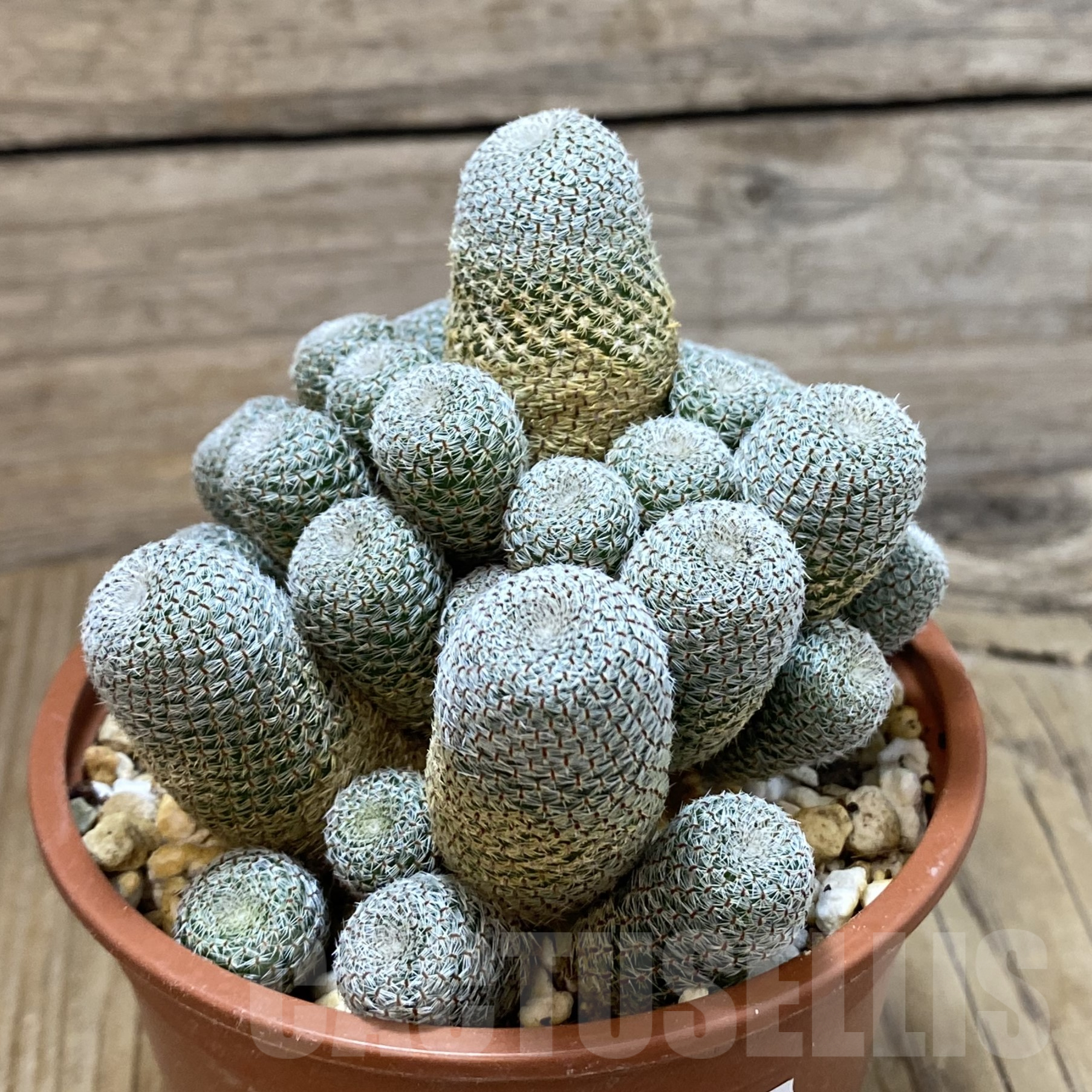 SH14529 Rebutia heliosa - Image 2