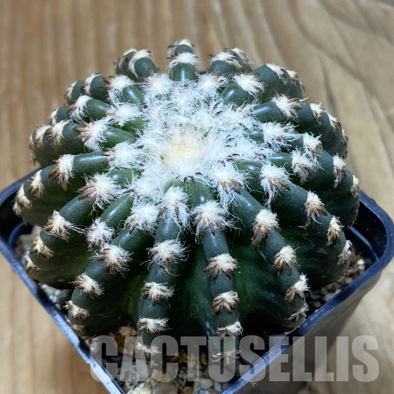 SH14536 Discocactus horstii
