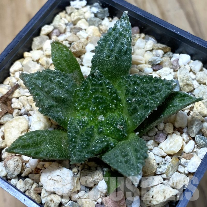 SH14542 Ariocarpus fissuratus ‘Godzilla’ hybrid, seedling