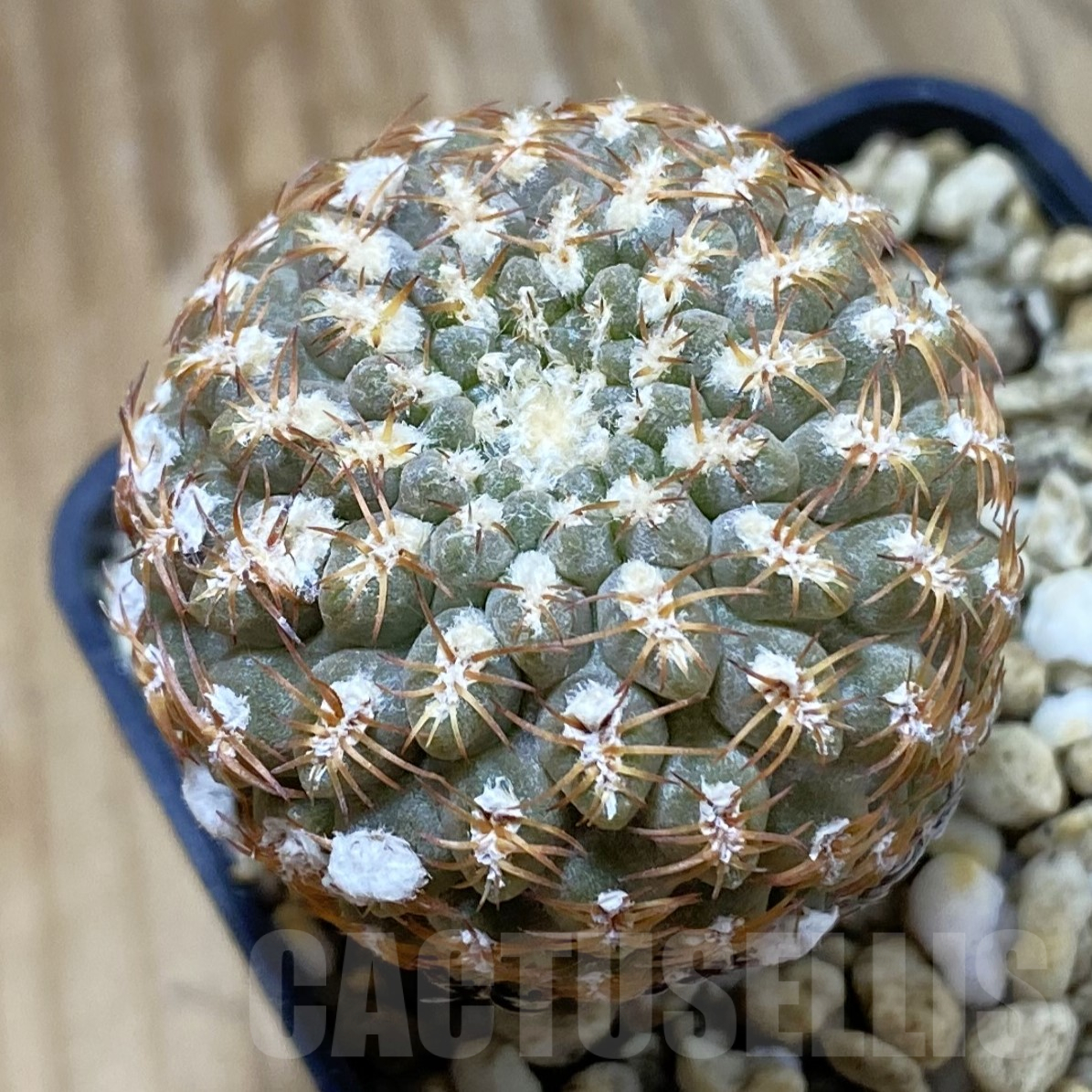 SH14544 Thelocephala krausii