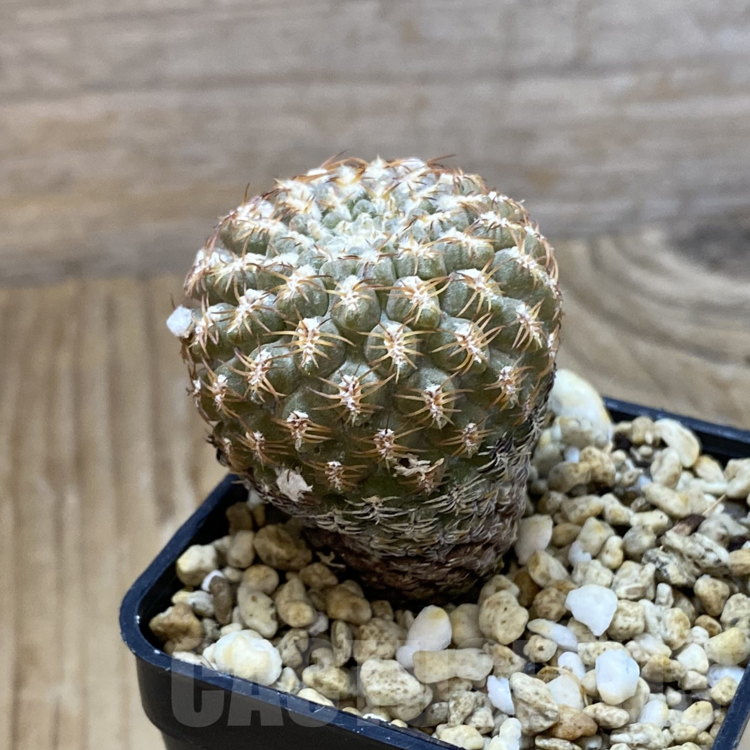 SH14544 Thelocephala krausii - Obrázek 2