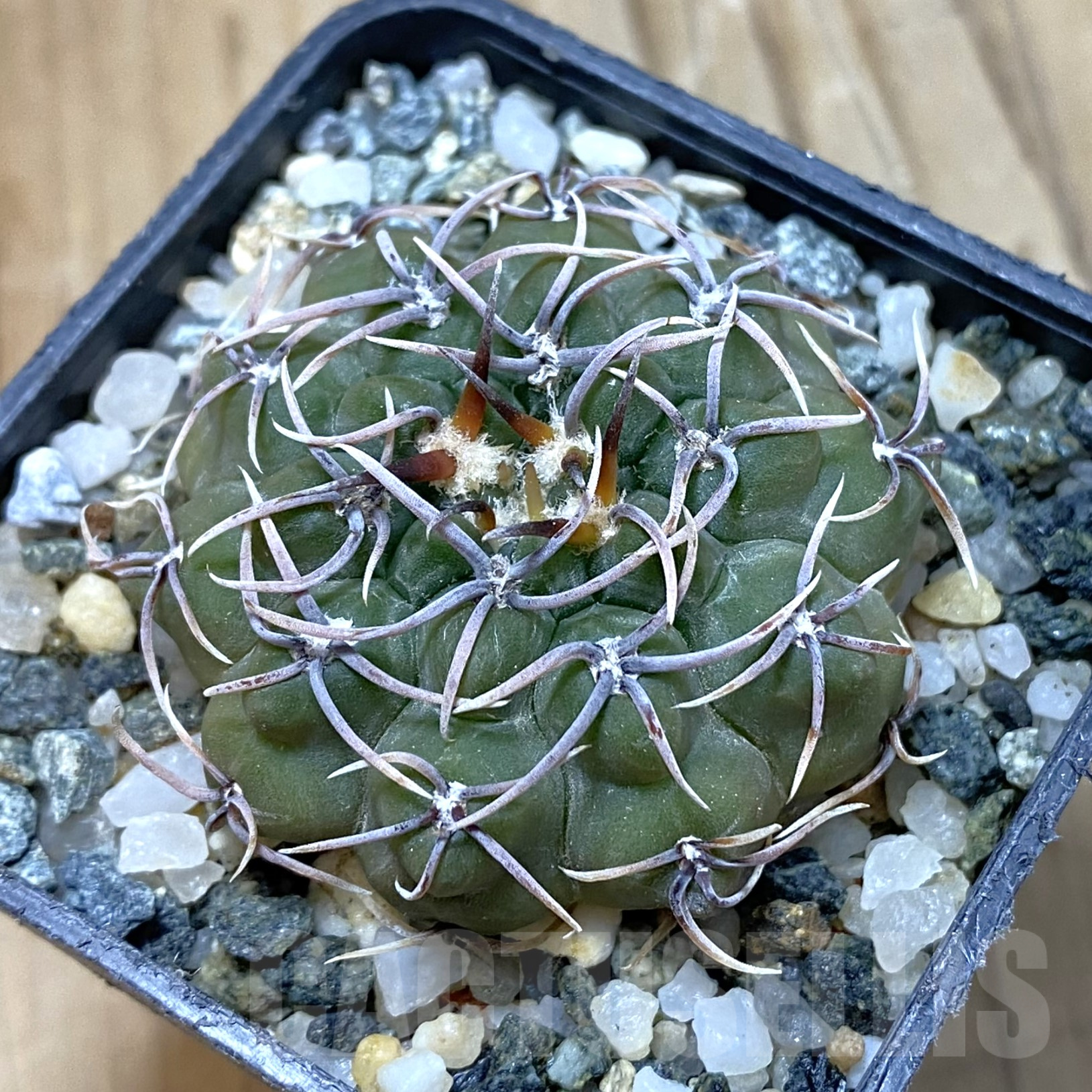 SH14550 Gymnocalycium ochoterenae