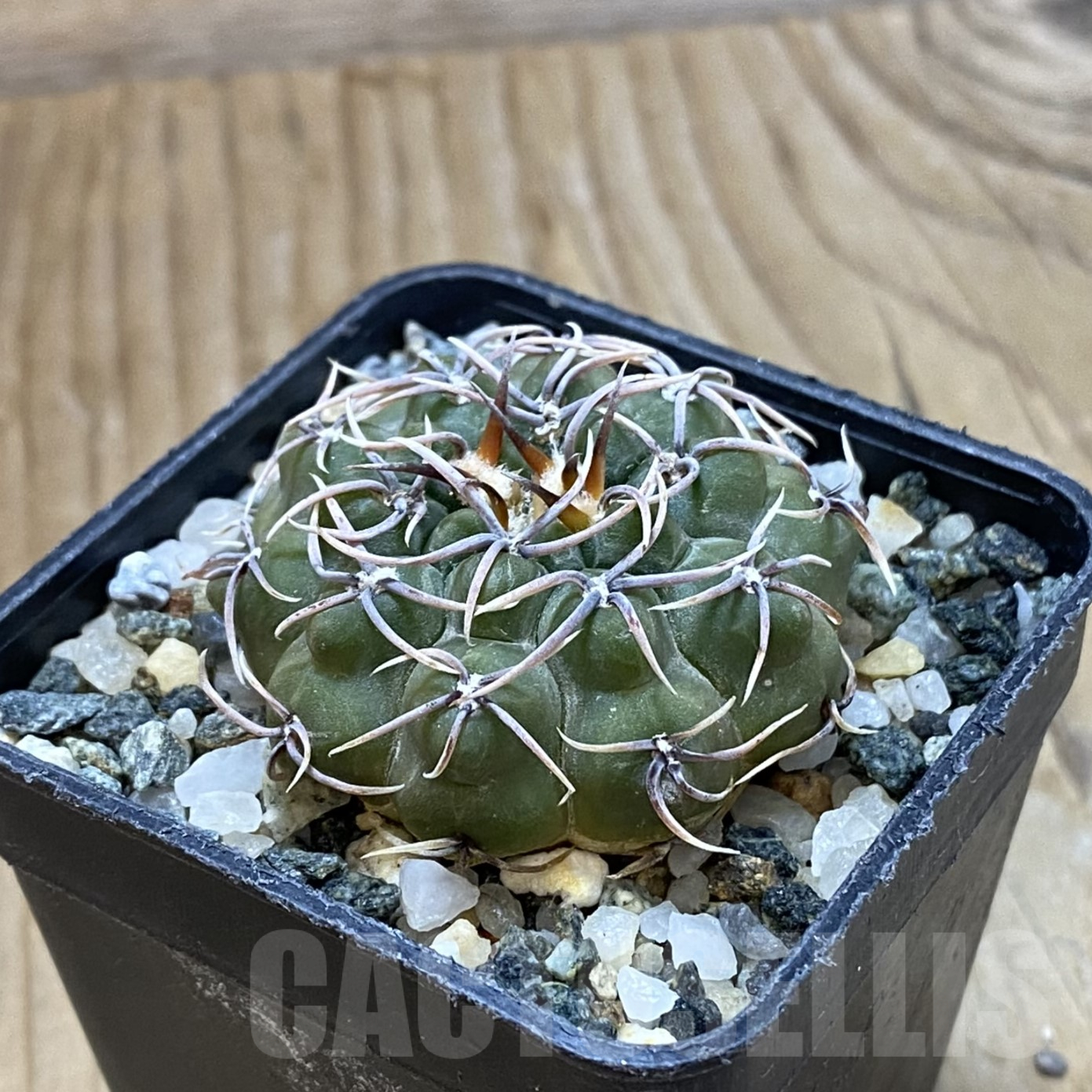 SH14550 Gymnocalycium ochoterenae - Image 2