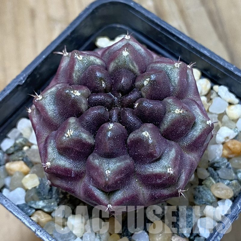 SH14552 Gymnocalycium mihanovichii ‘Day Dream’, seedling