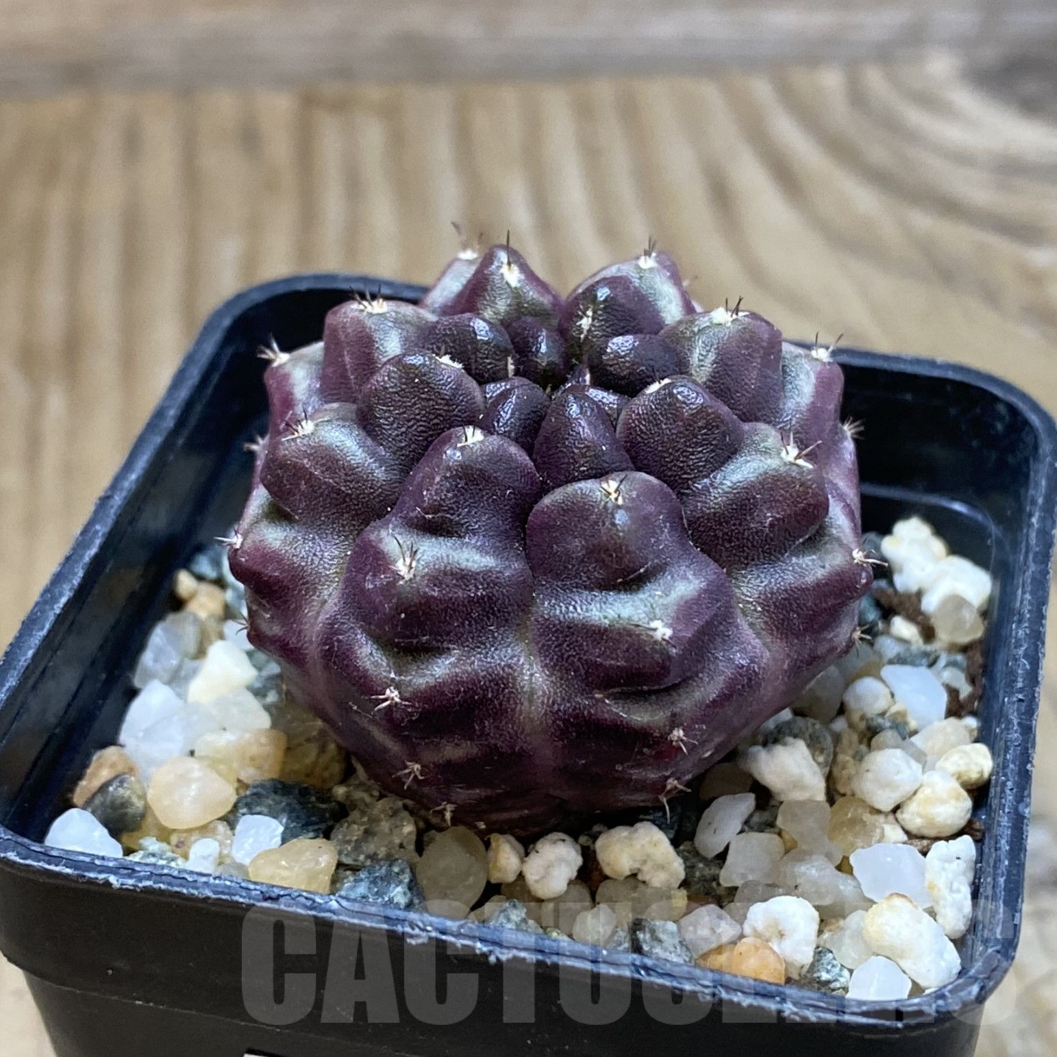 SH14552 Gymnocalycium mihanovichii ‘Day Dream’, seedling - Image 2