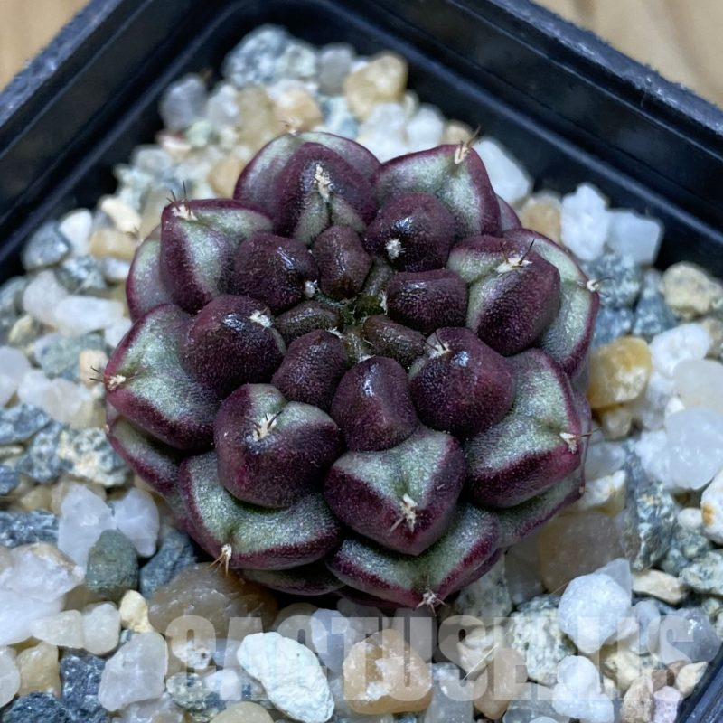 SH14553 Gymnocalycium mihanovichii ‘Day Dream’, seedling