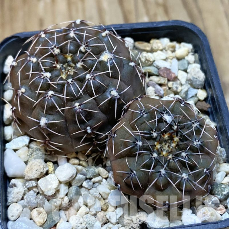 SH14557 Gymnocalycium robustum seedling, 2 plants
