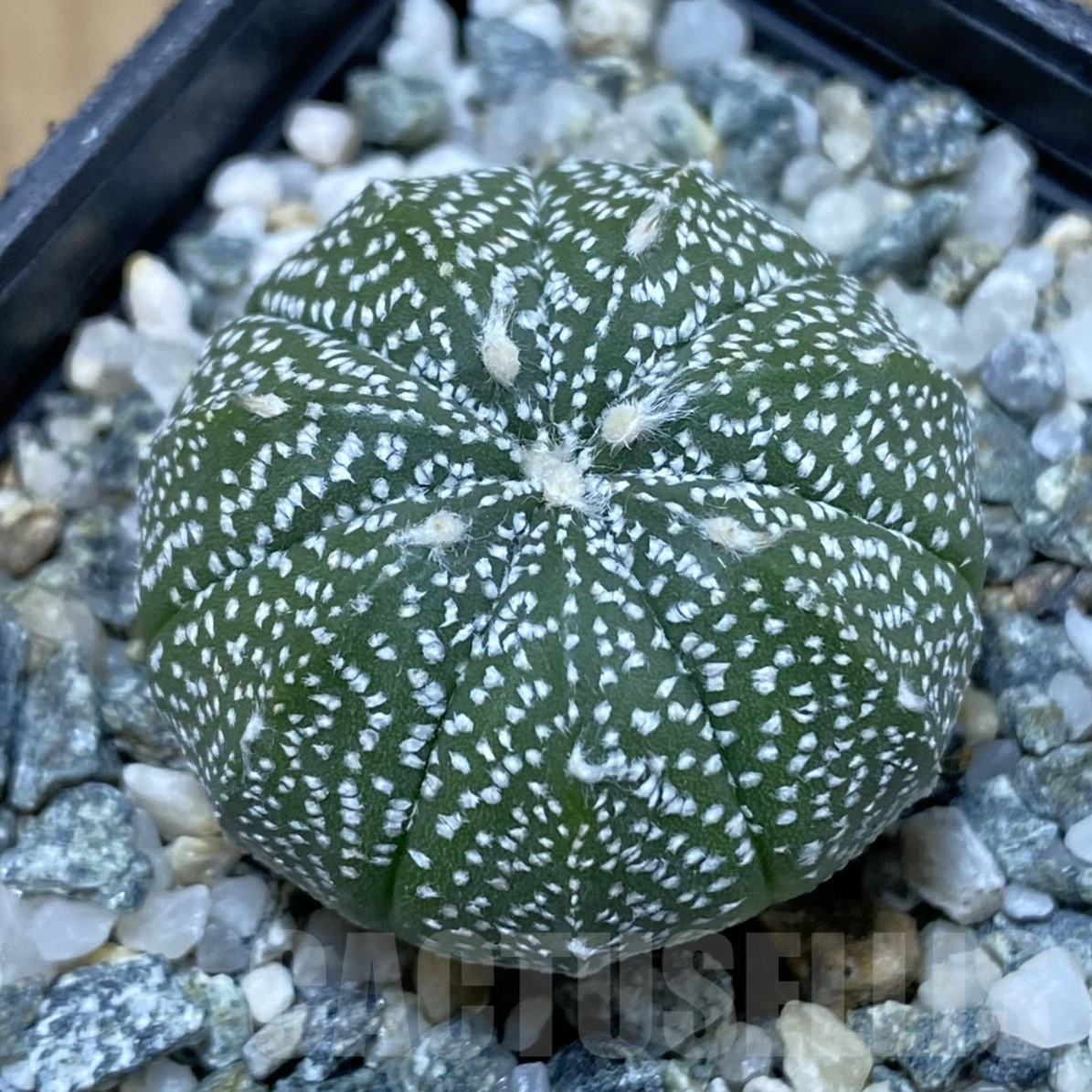 SH14559 Astrophytum coahuilense x asterias ‘Super Kabuto’