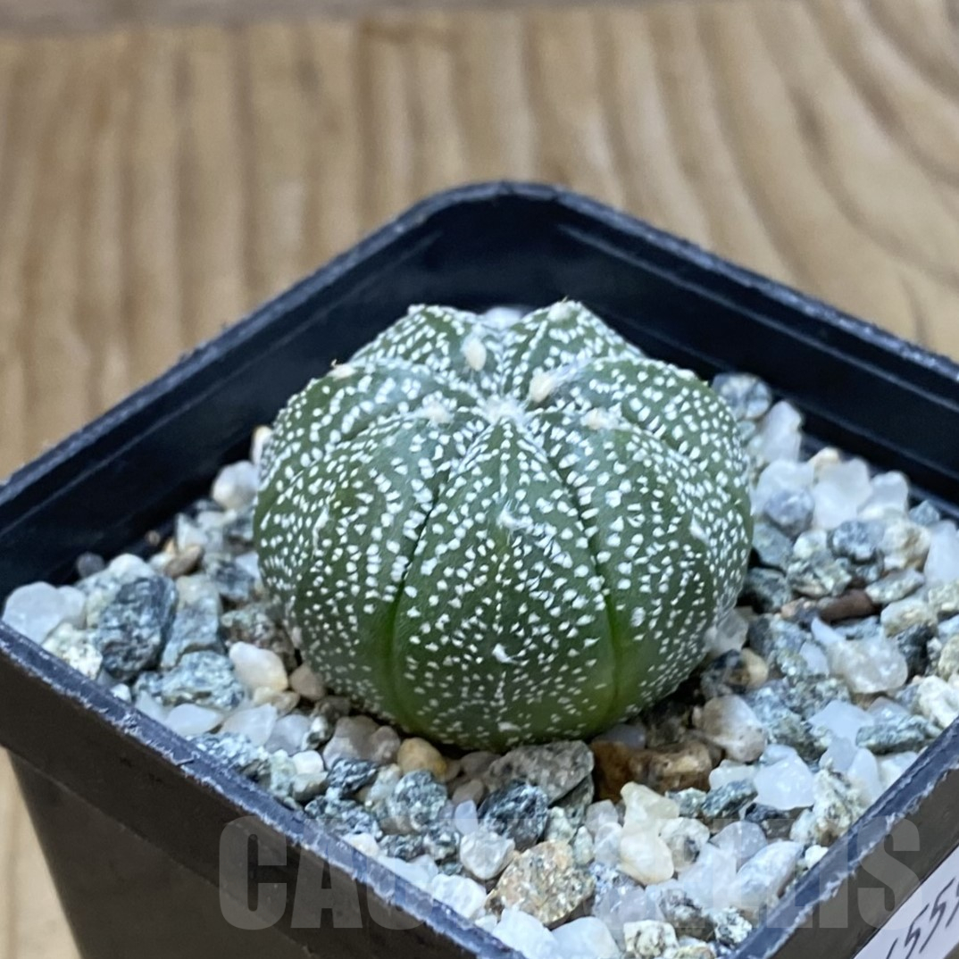 SH14559 Astrophytum coahuilense x asterias ‘Super Kabuto’ - Image 2