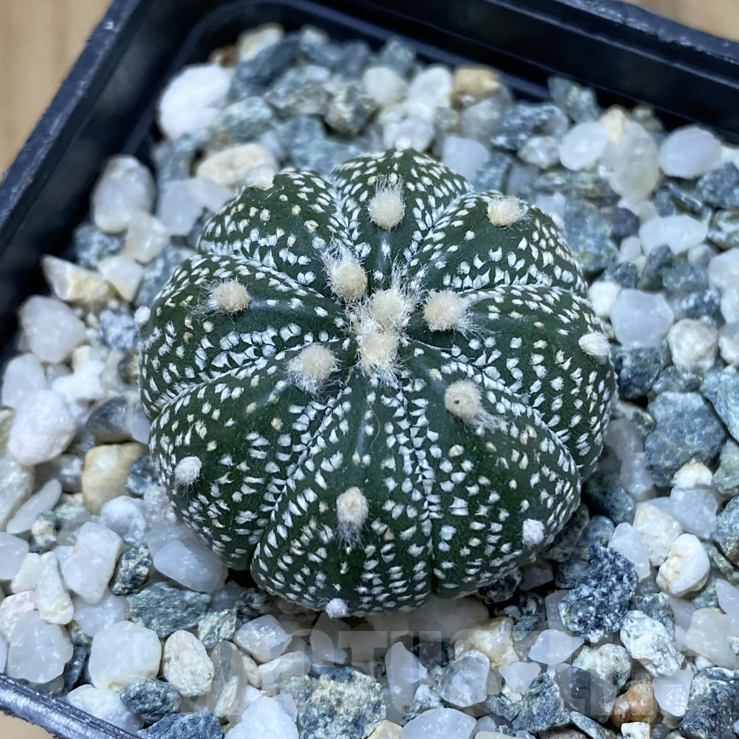 SH14560 Astrophytum coahuilense x asterias ‘Super Kabuto’