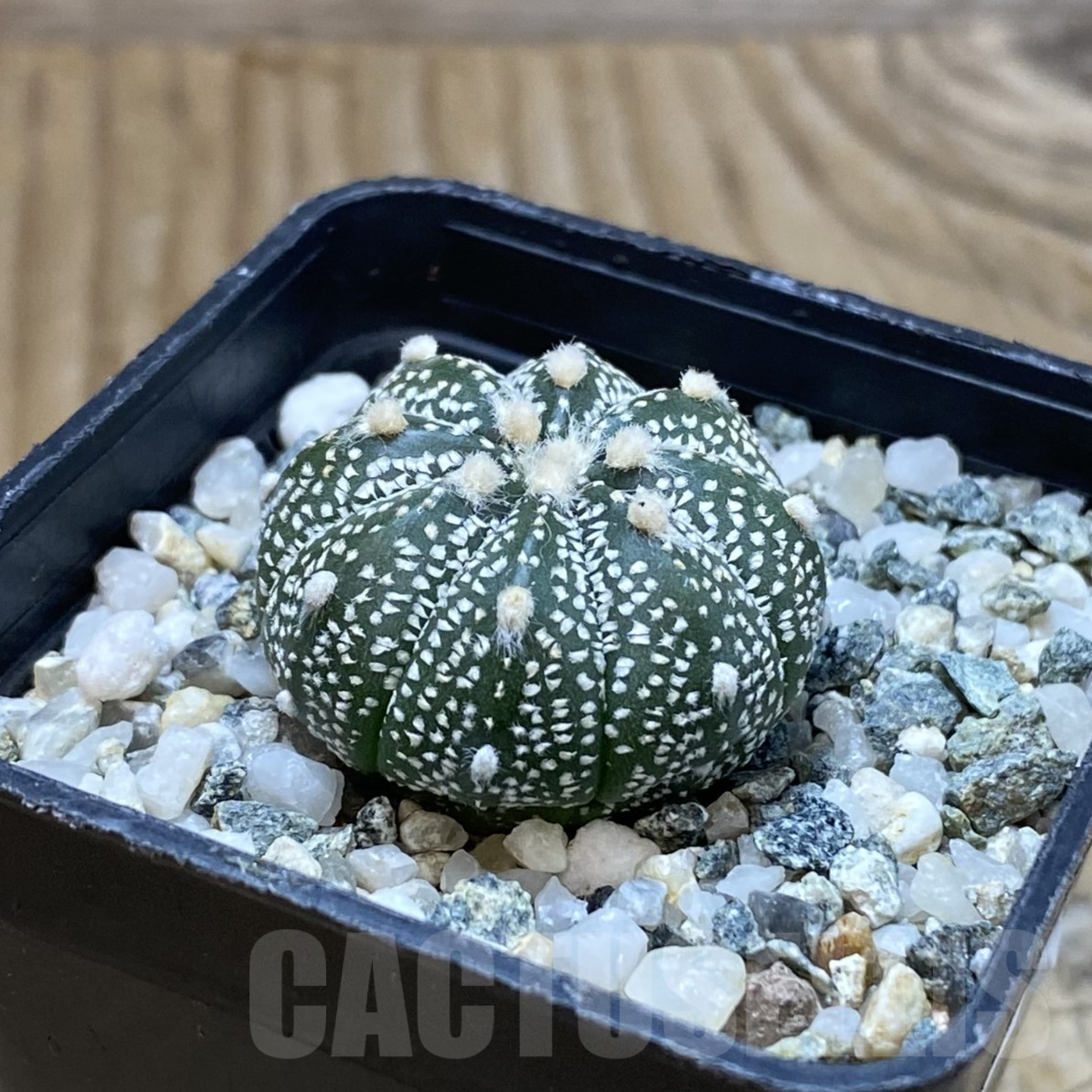 SH14560 Astrophytum coahuilense x asterias ‘Super Kabuto’ - Image 2