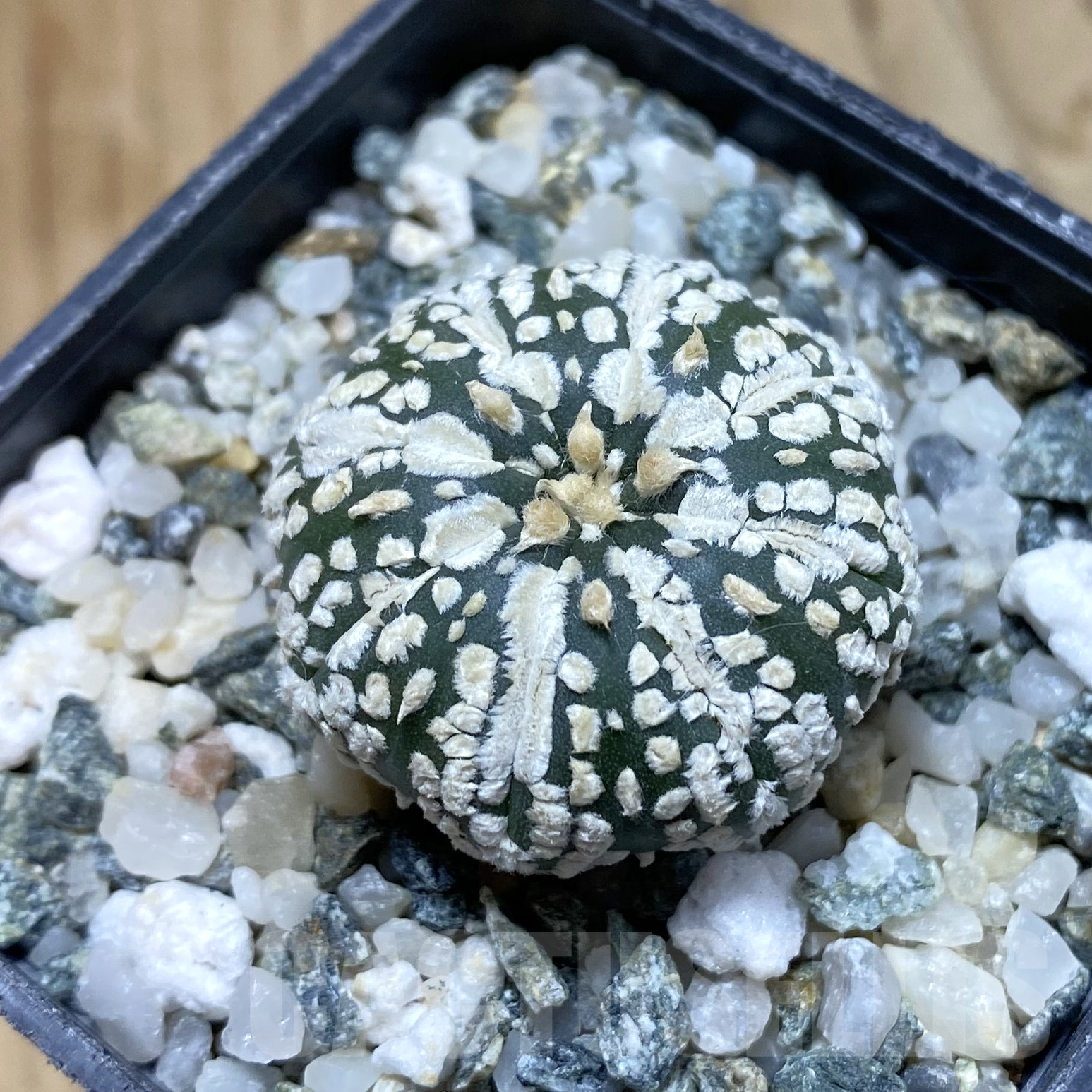 SH14562 Astrophytum asterias ‘Super Kabuto’